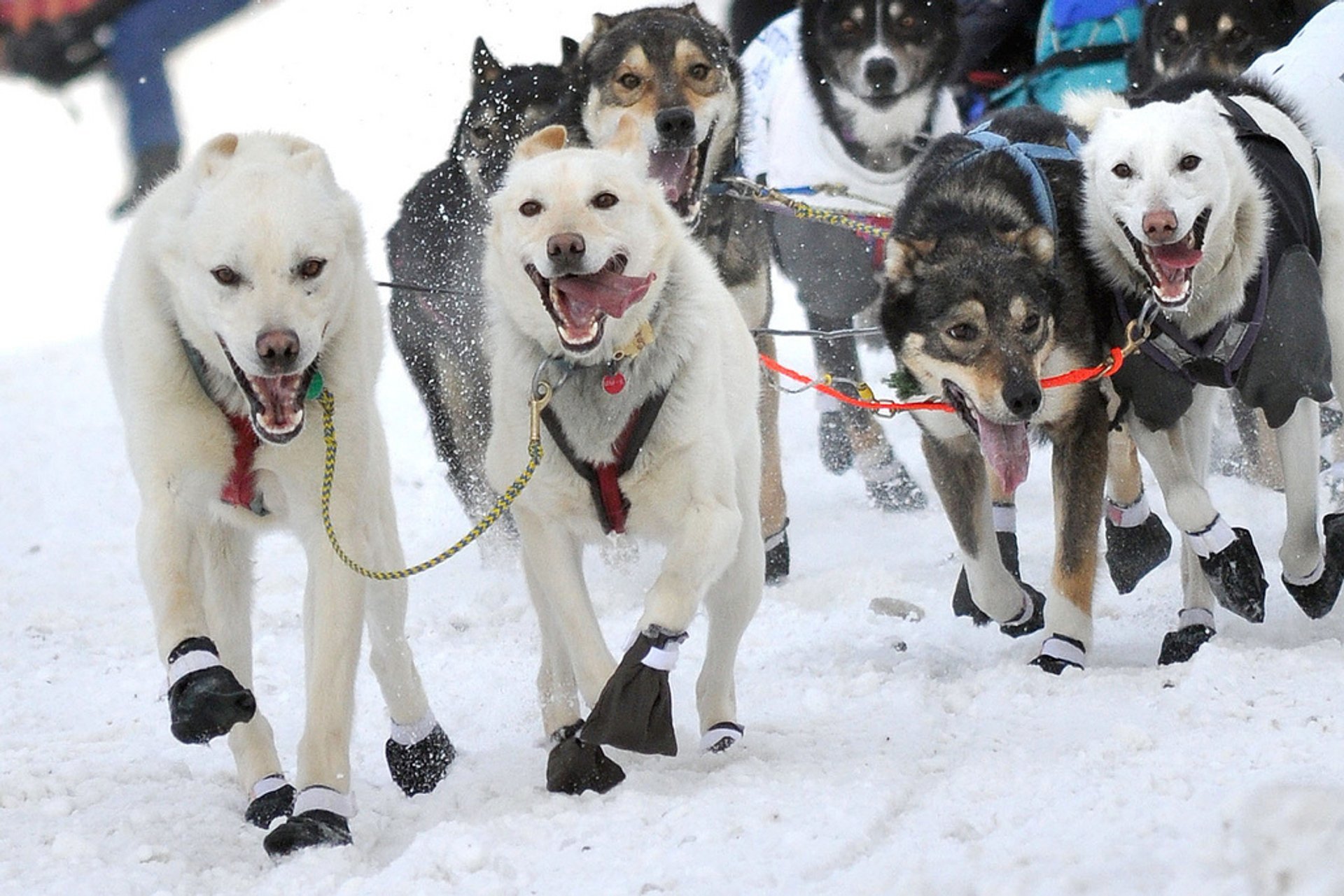 Las carreras de trineo con perros de Iditarod en Alaska, 2023