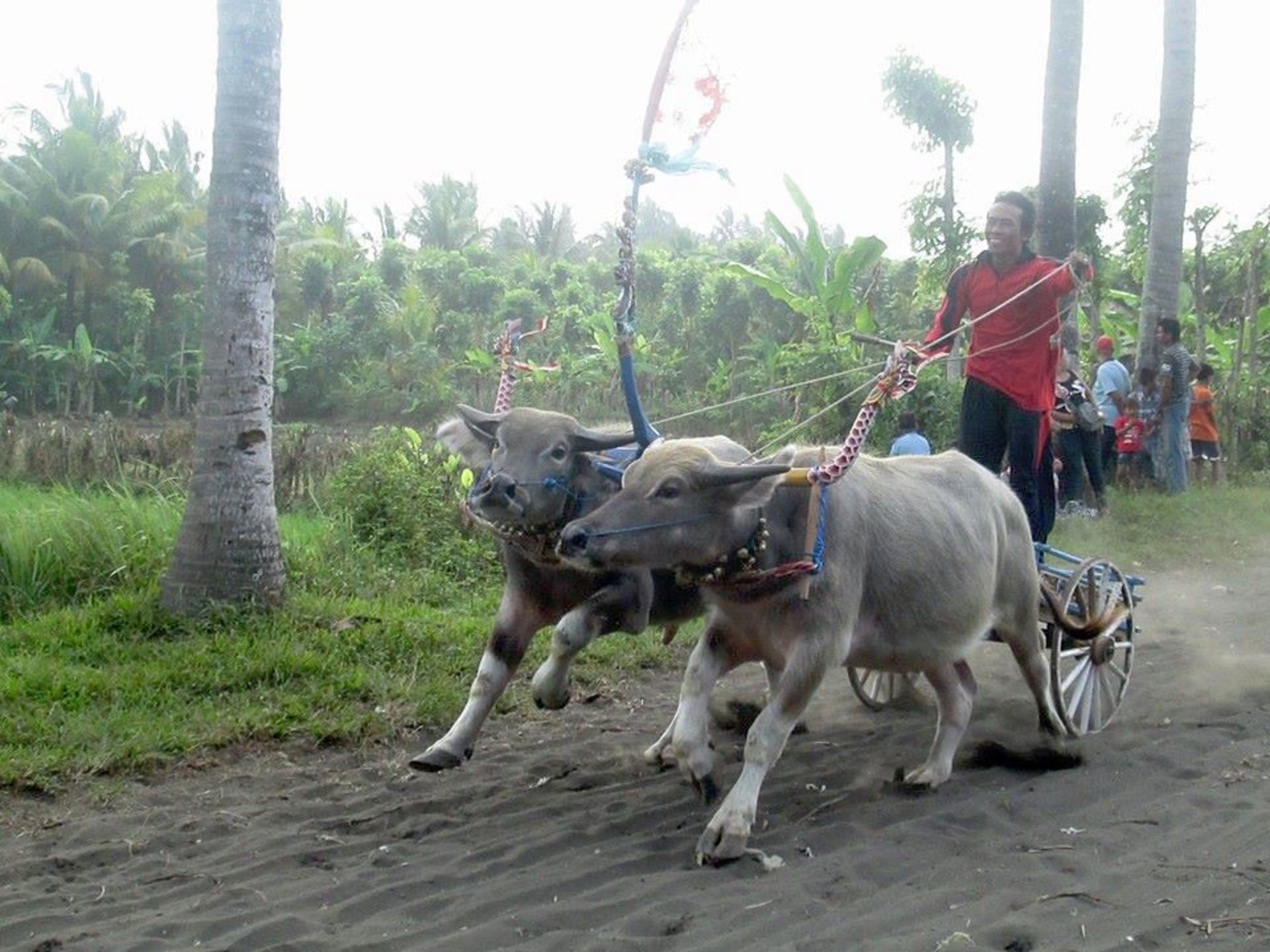 Bulalo Racer Makepung Buffalo Races 2026 in Bali - Rove.me