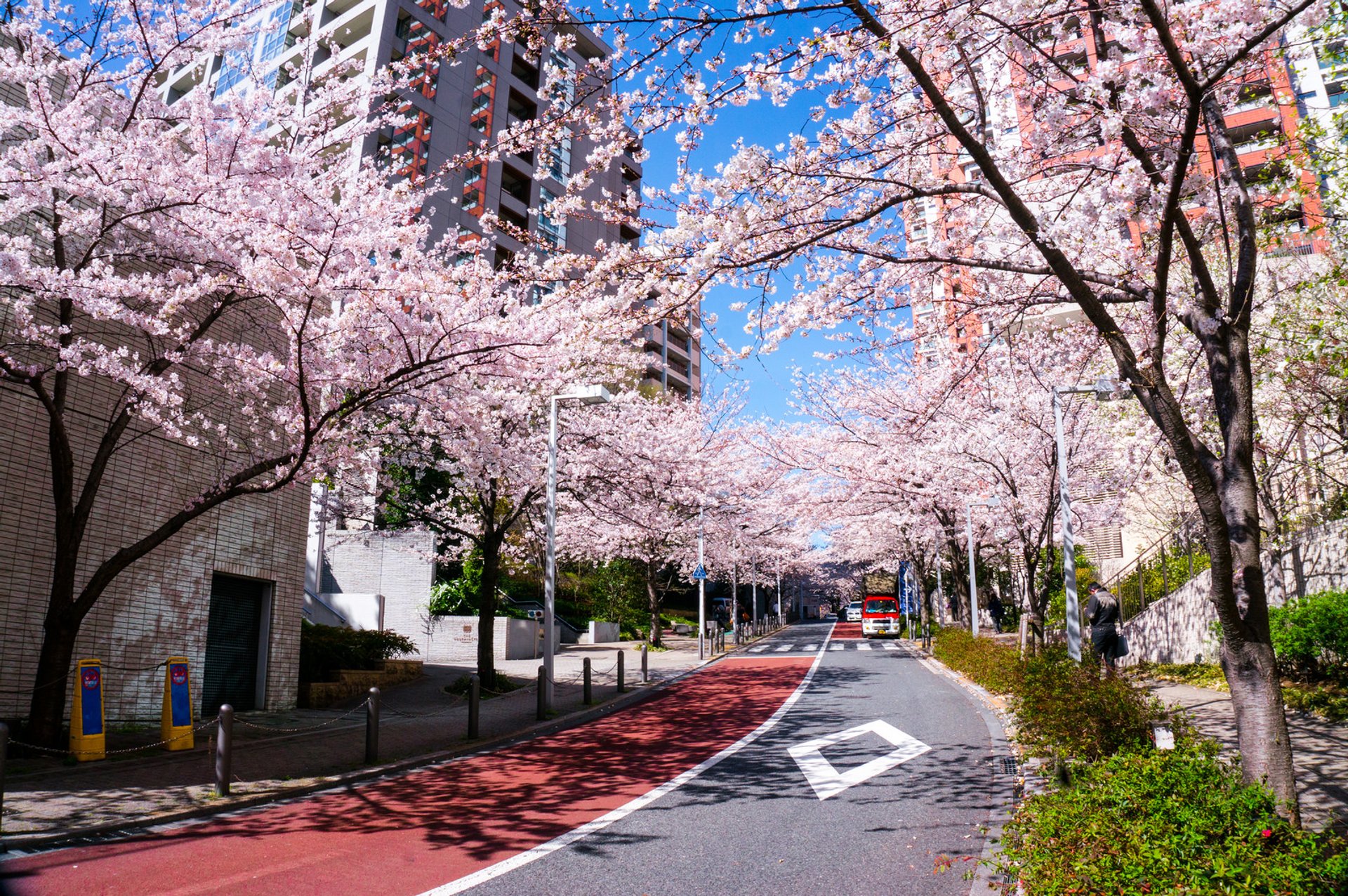 Best Time to See Cherry Blossom in Tokyo 2020 - When & Where to See