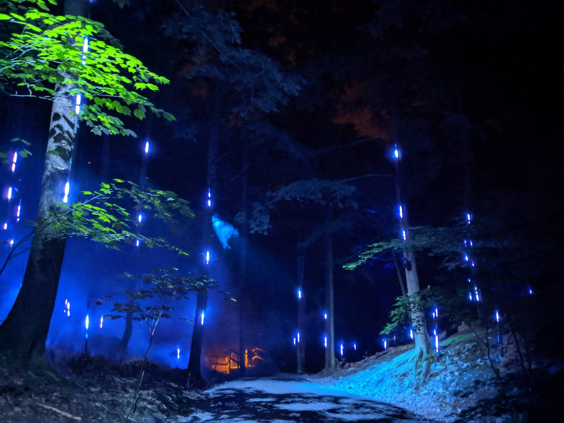 Foresta Lumina