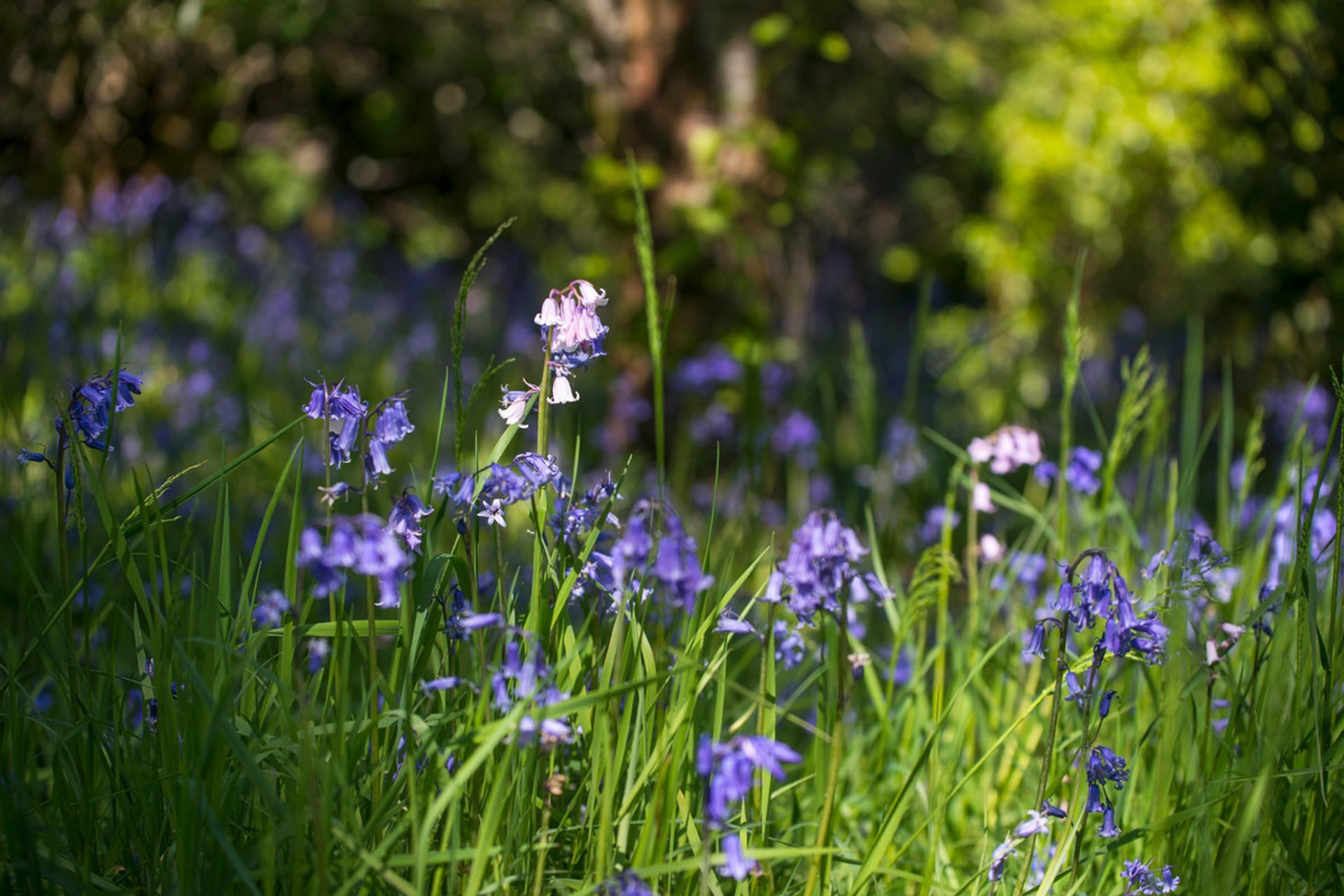 Blooming Bluebells