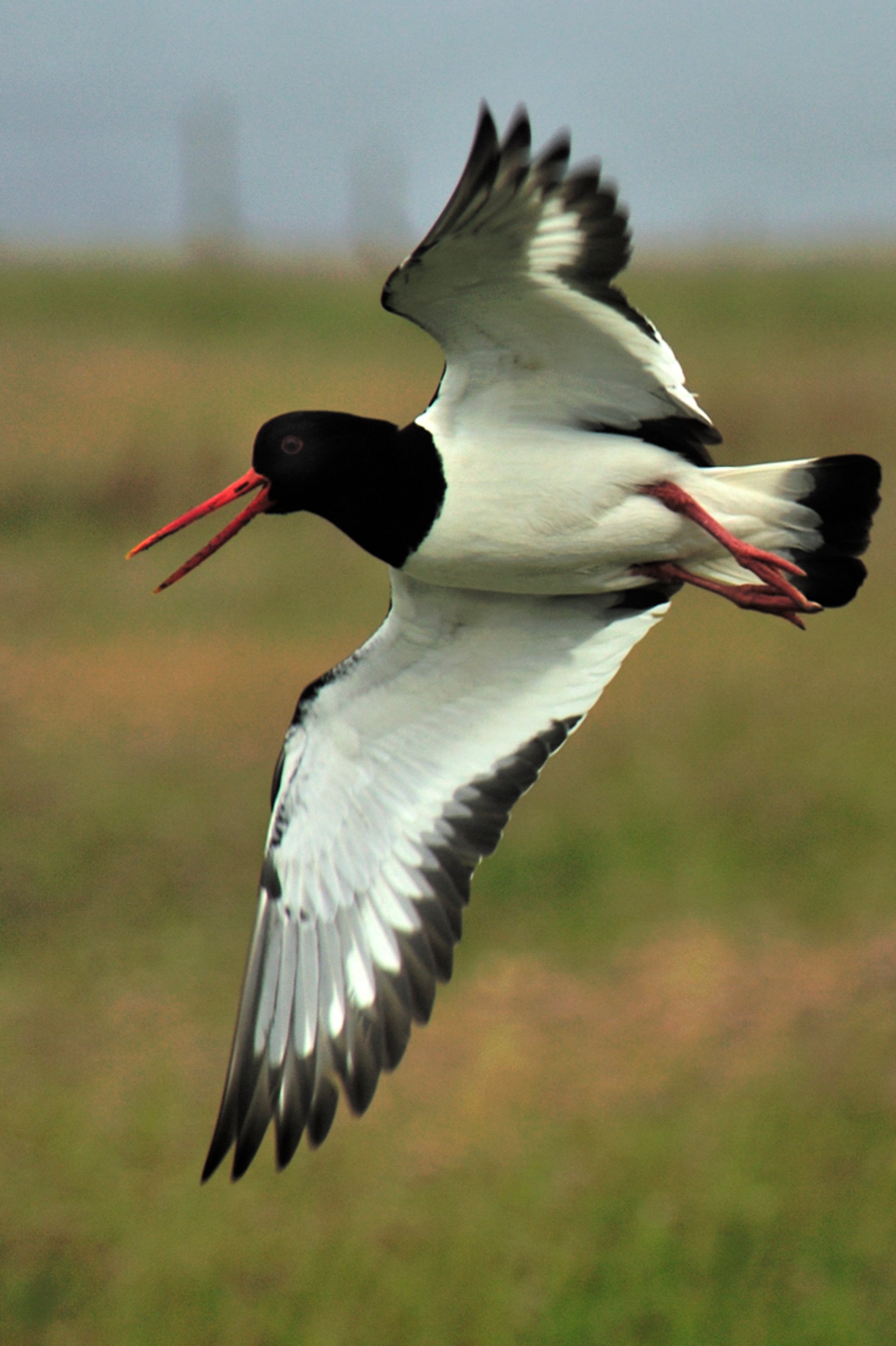 Grækarismessa: L'arrivo degli Oyster-Catchers