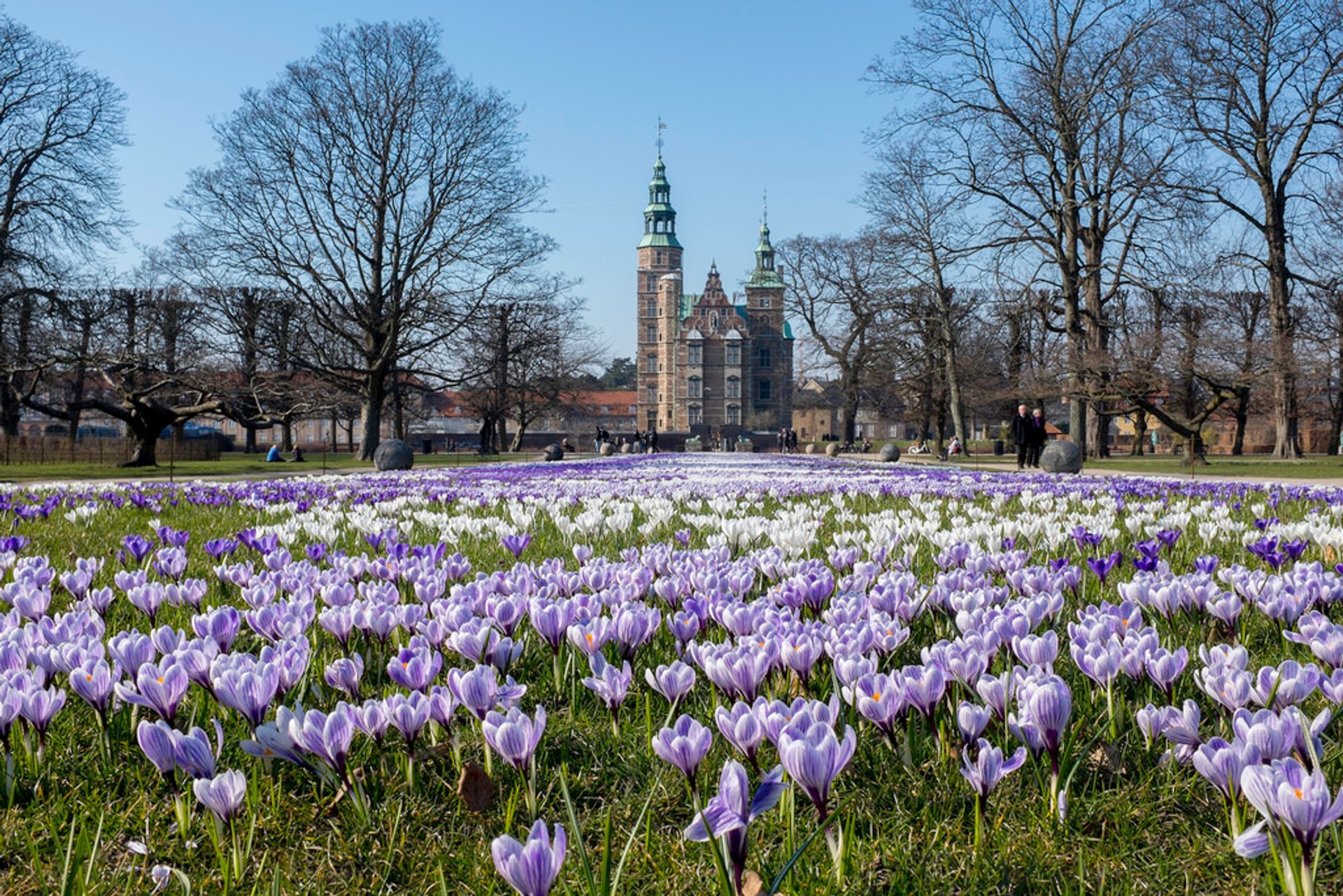 Crocus in fiore al castello di Rosenborg