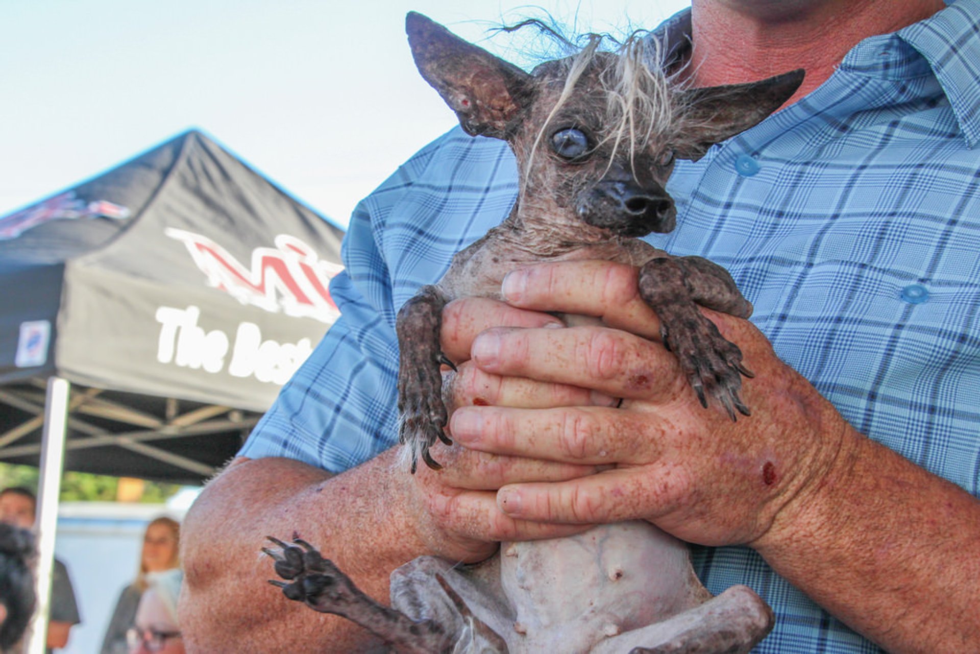 Ugliest Dog In The World 2024 Facts Goldy Karissa