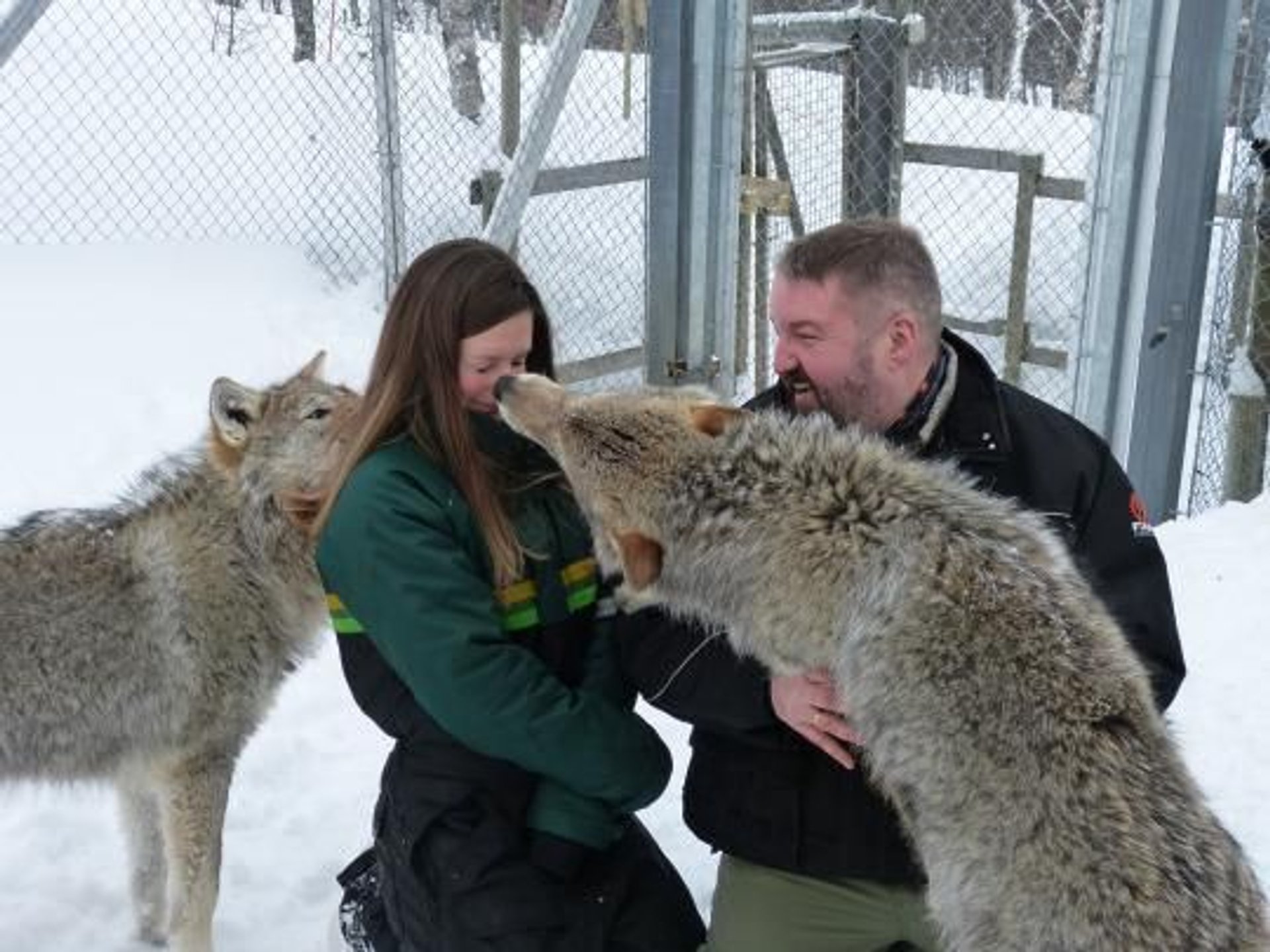 A Kiss from an Arctic Wolf