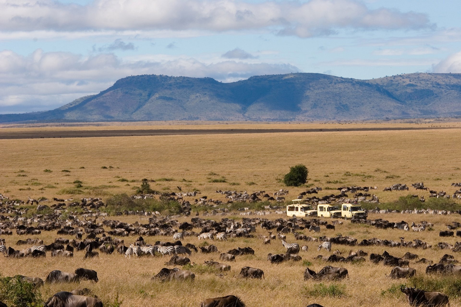 Migrazione Wildebeest