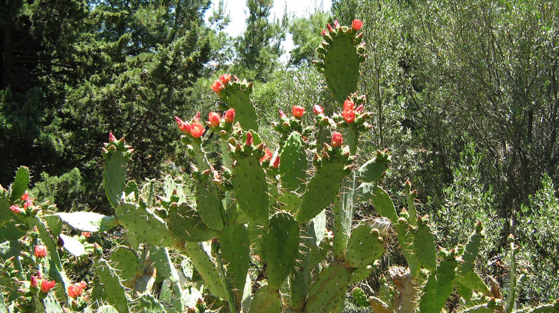 Opuntia or Prickly Pear