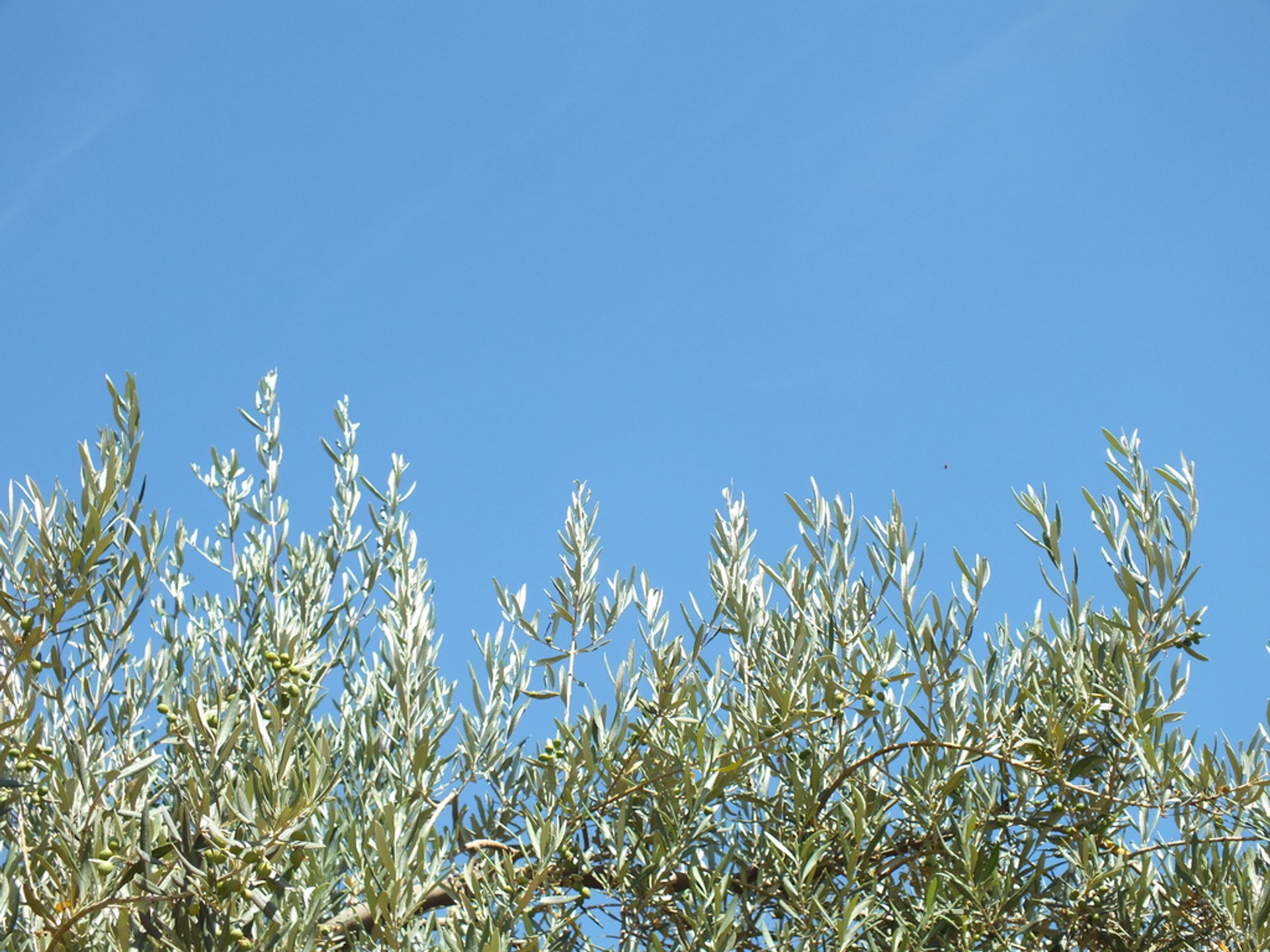 Olive Harvest