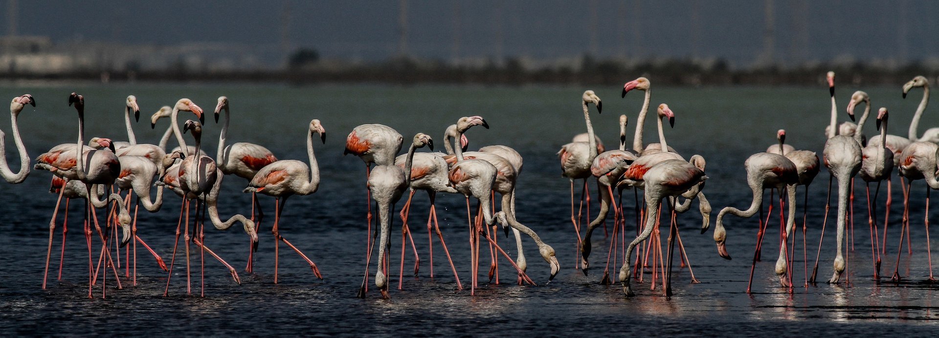 Greater Flamingos