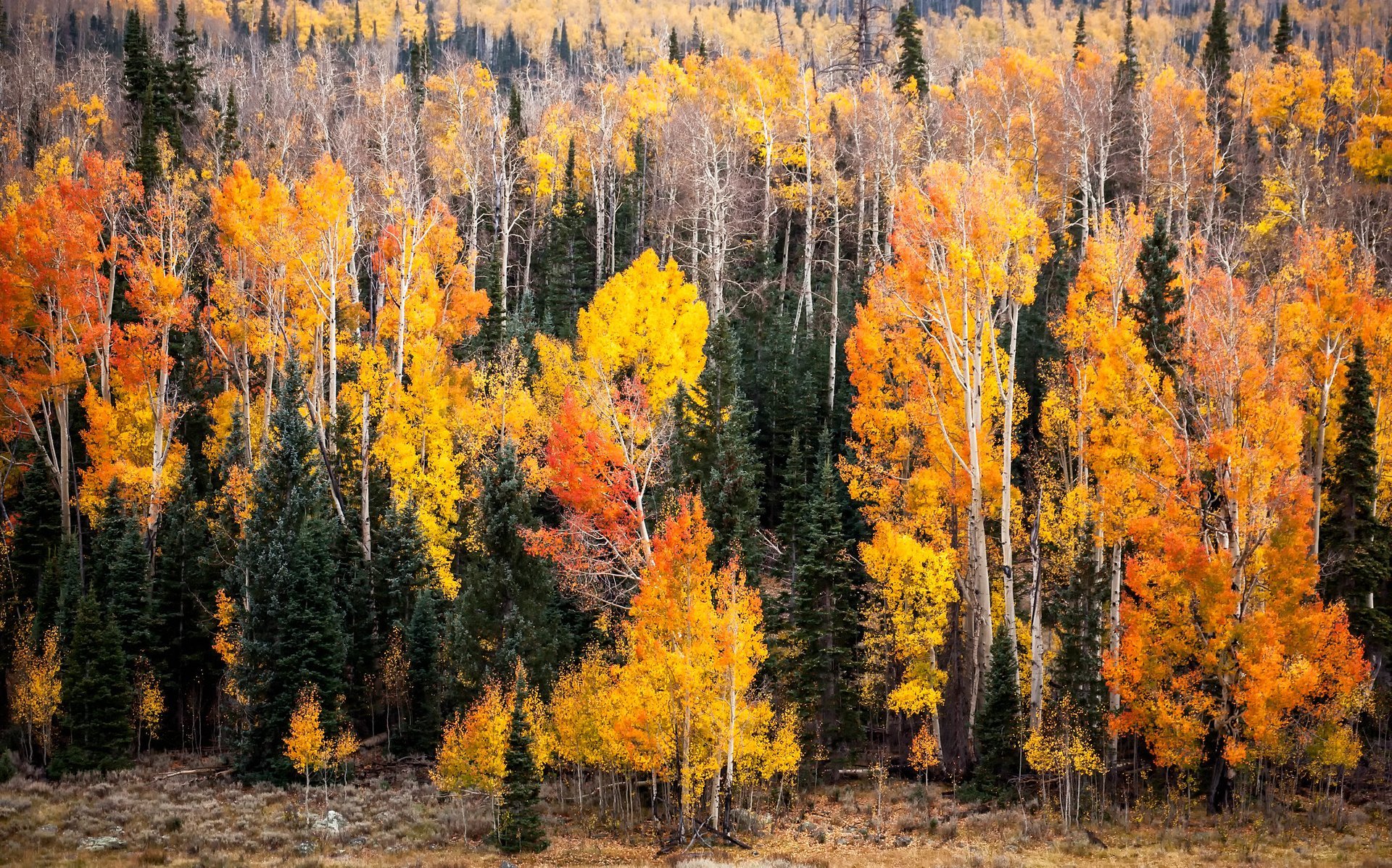 Colores de otoño de Utah