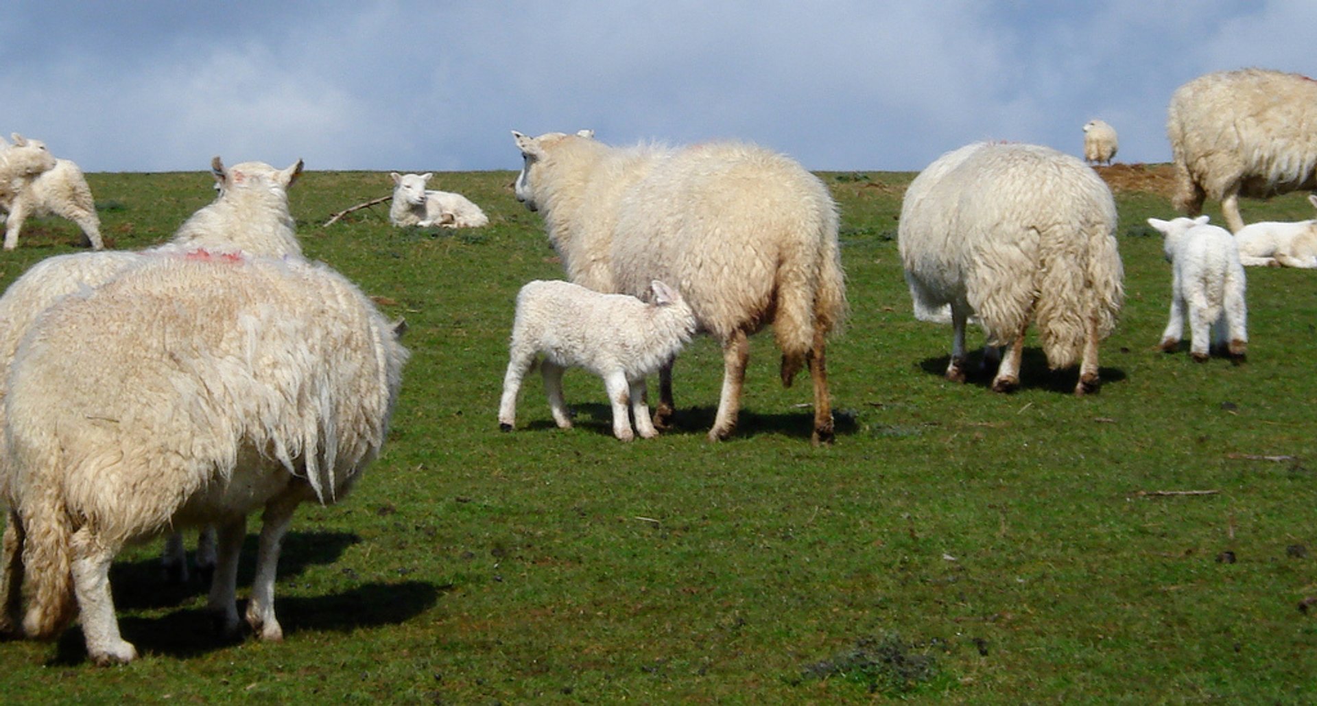 Nascita degli agnelli