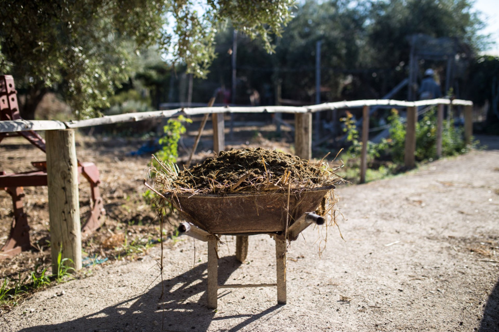 Récolte des olives