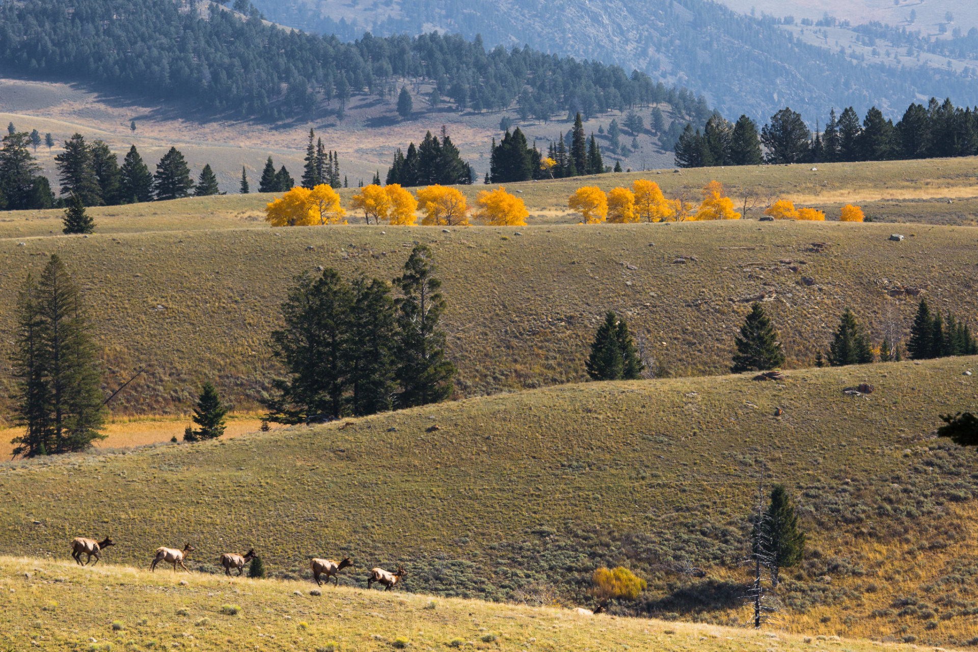 Colores de otoño de Montana