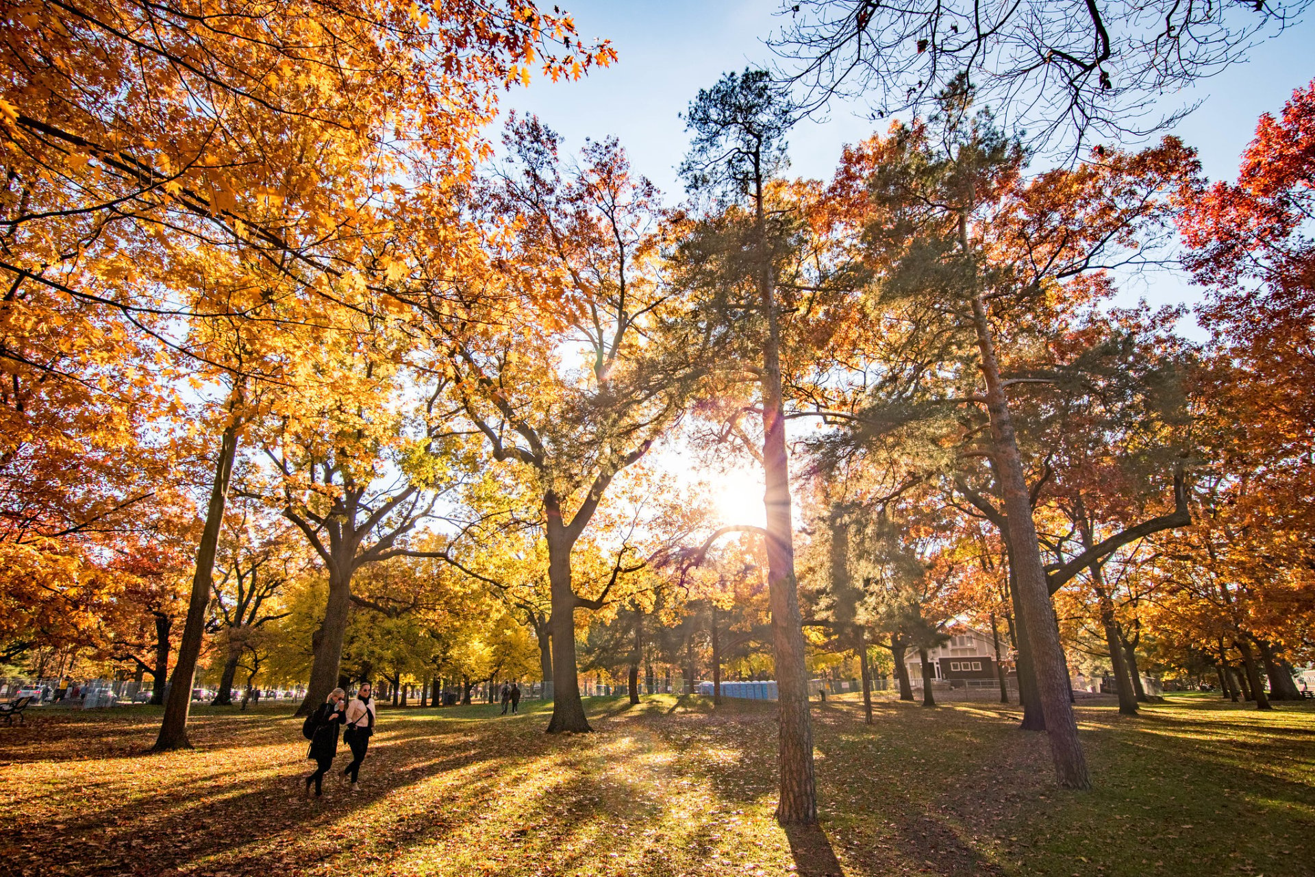 Fogliame di autunno