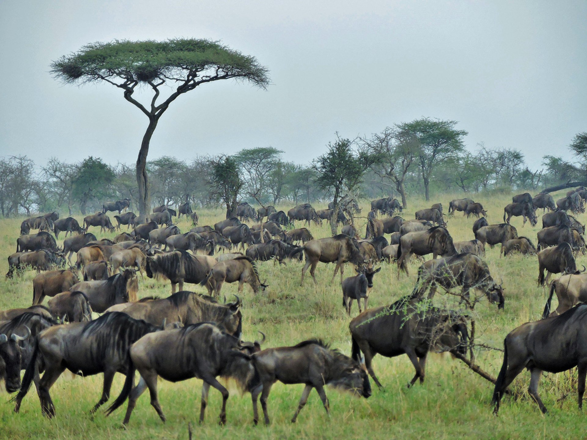 Wildebeest Calving in Serengeti