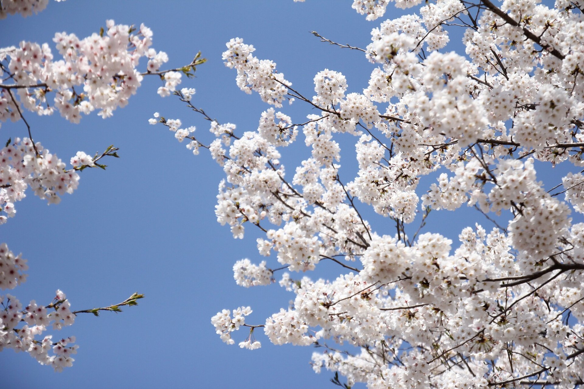 Flor de cerezo en Chicago