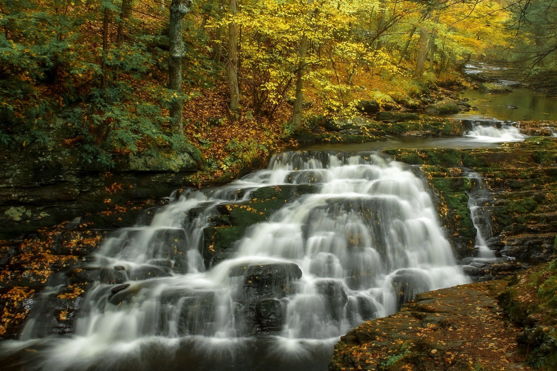 Feuillage d'automne de Pennsylvanie