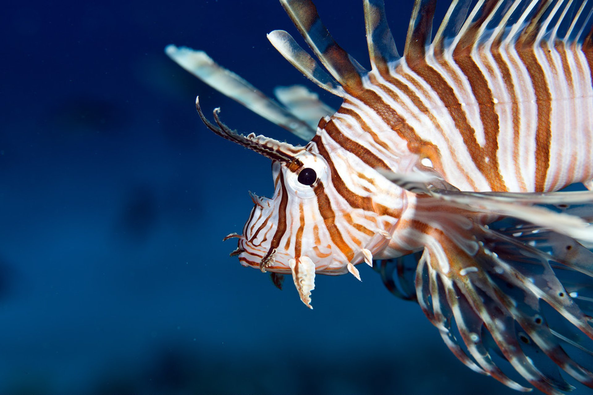 Diving and Snorkelling