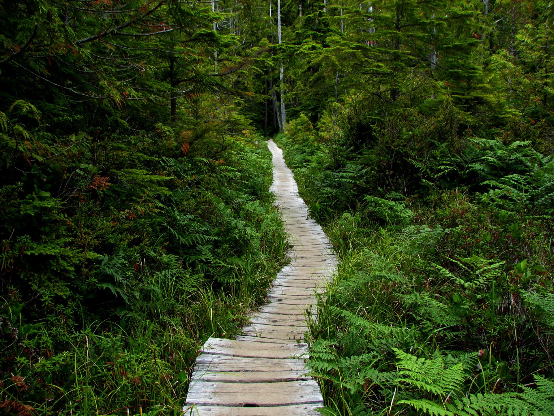 Ozette hike cheap