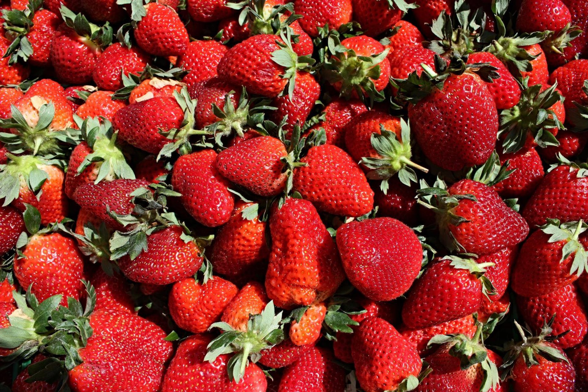 Ponchatoula Strawberry Festival