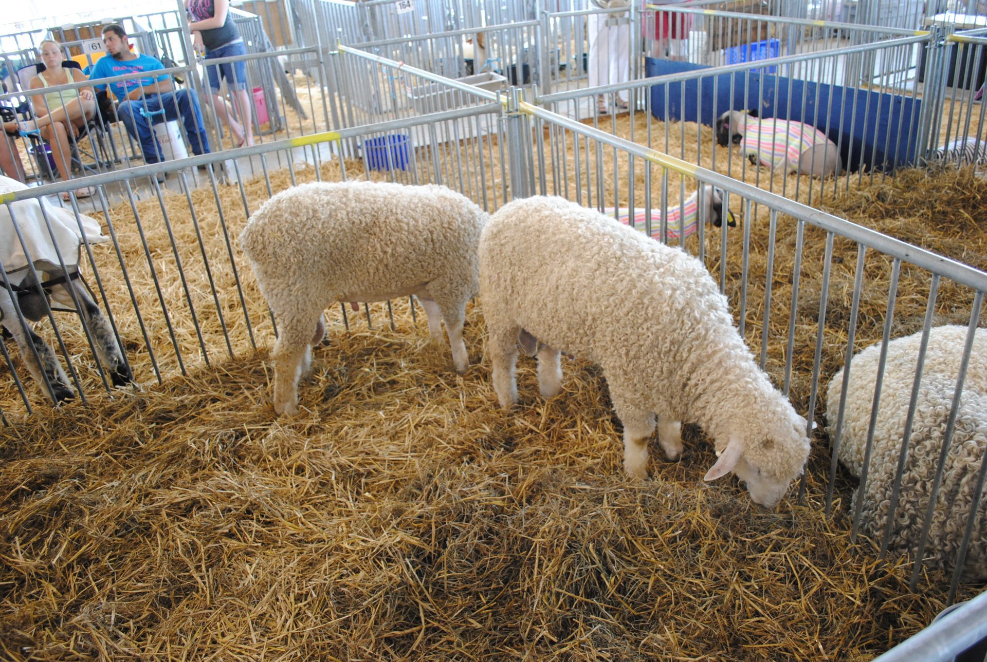 Delaware State Fair