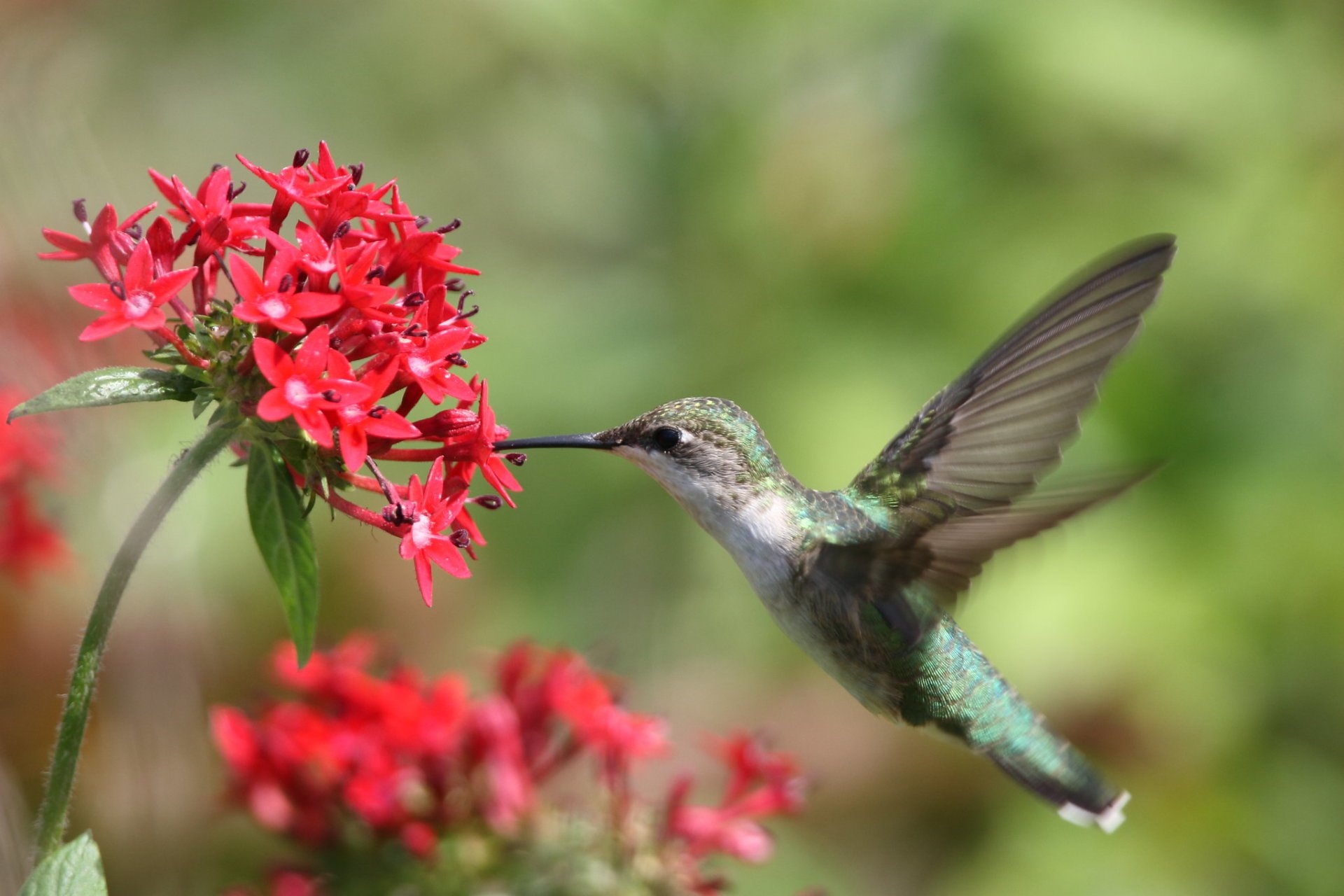 Colibríes