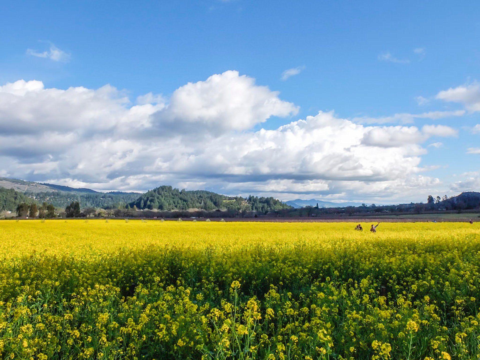 Mustard Blumen in Napa Valley