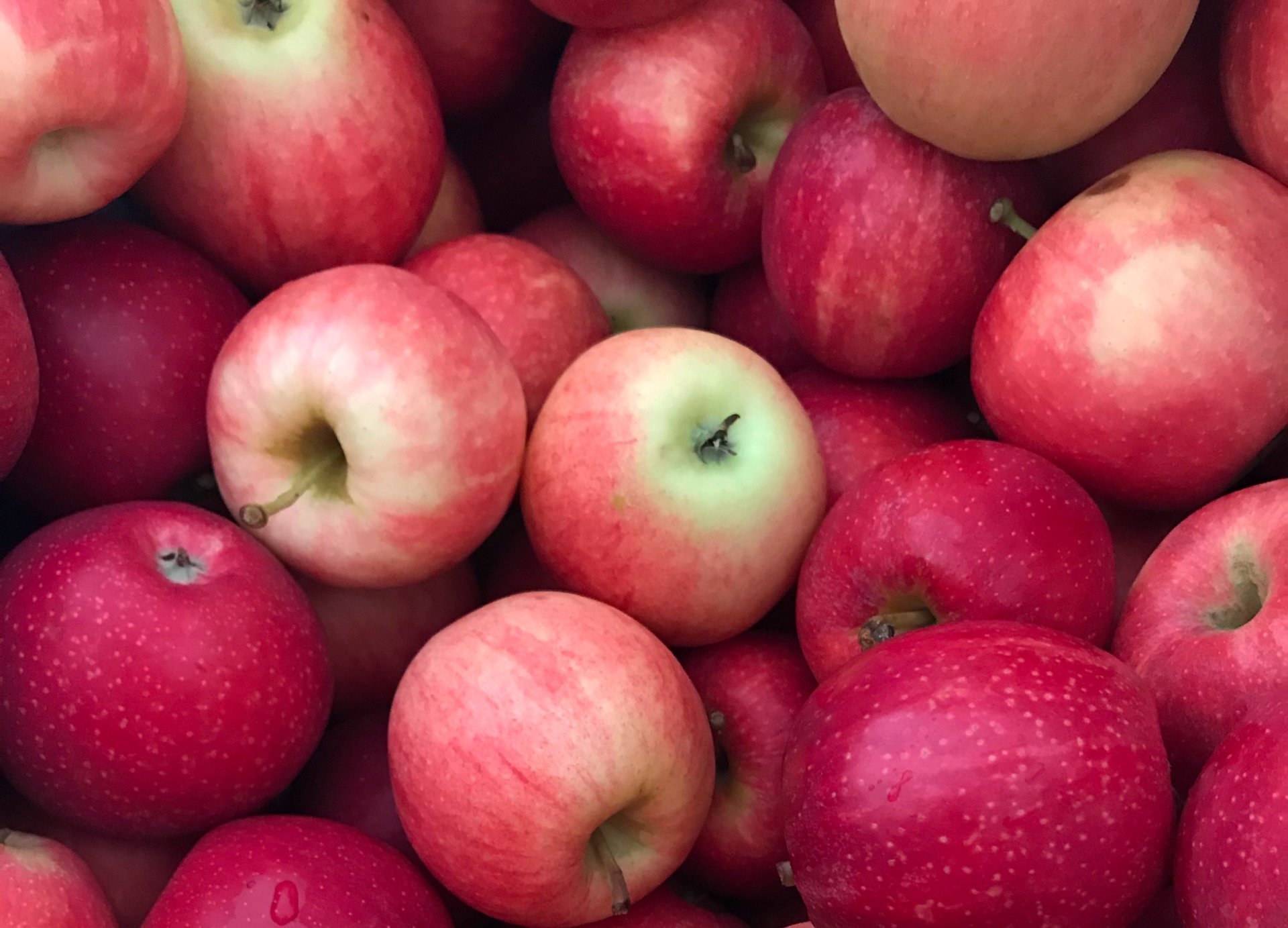 Georgia Apple Festival en Ellijay