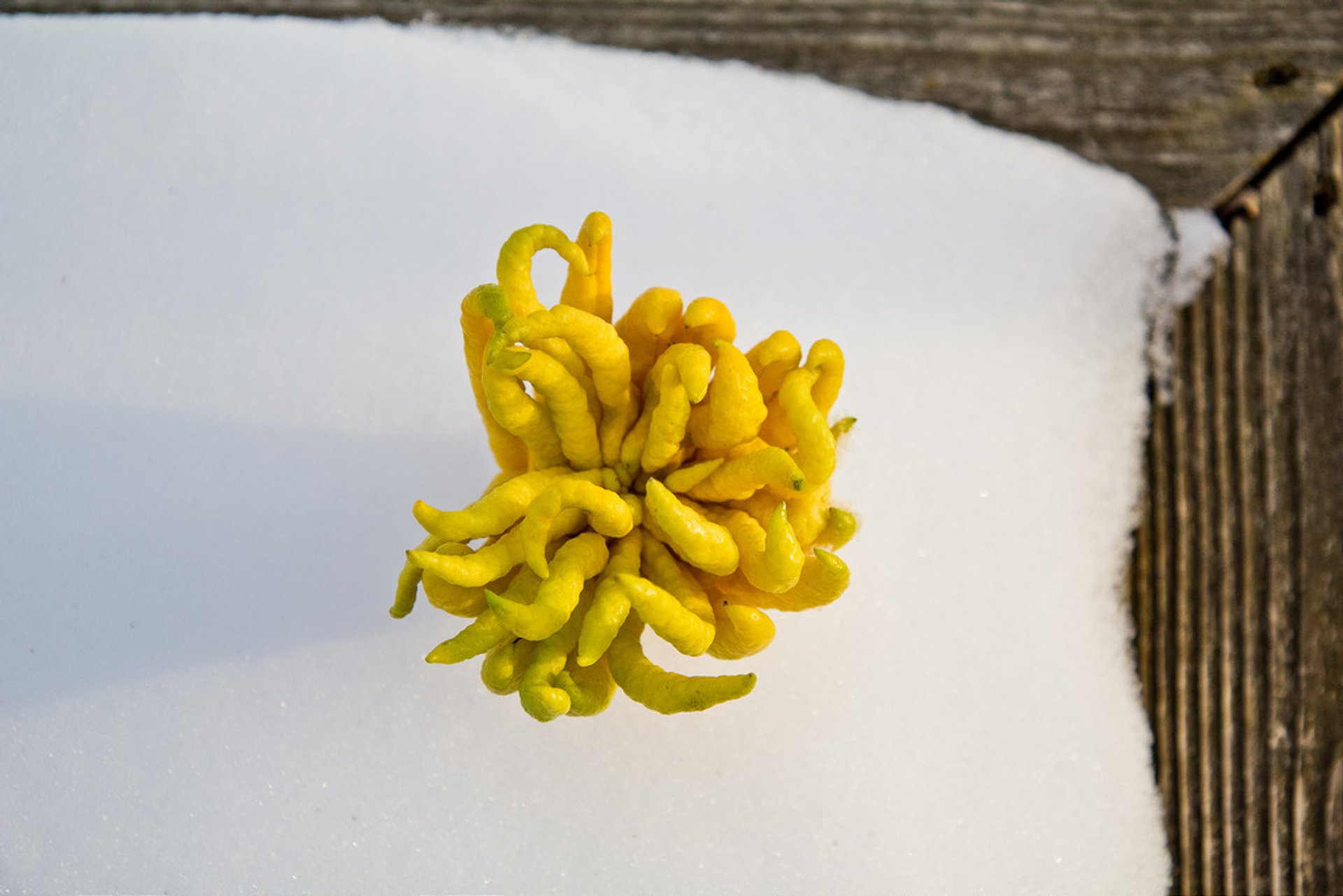 Buddha's Hand Fruit