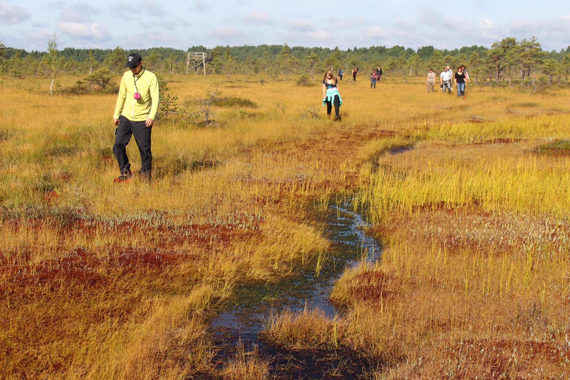 Bog Walking