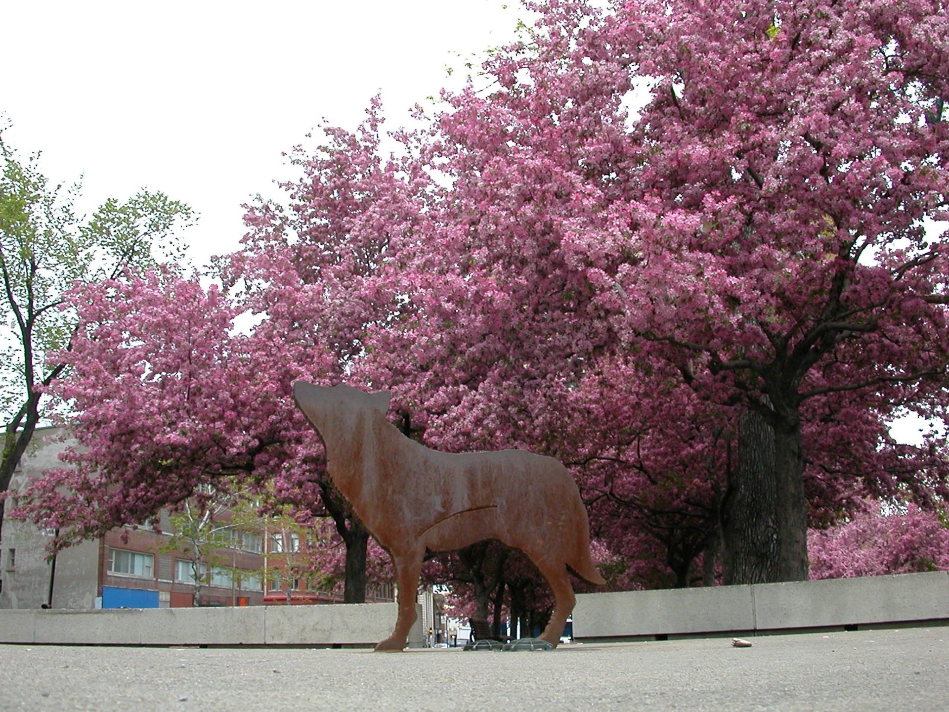 Fleur de cerisier