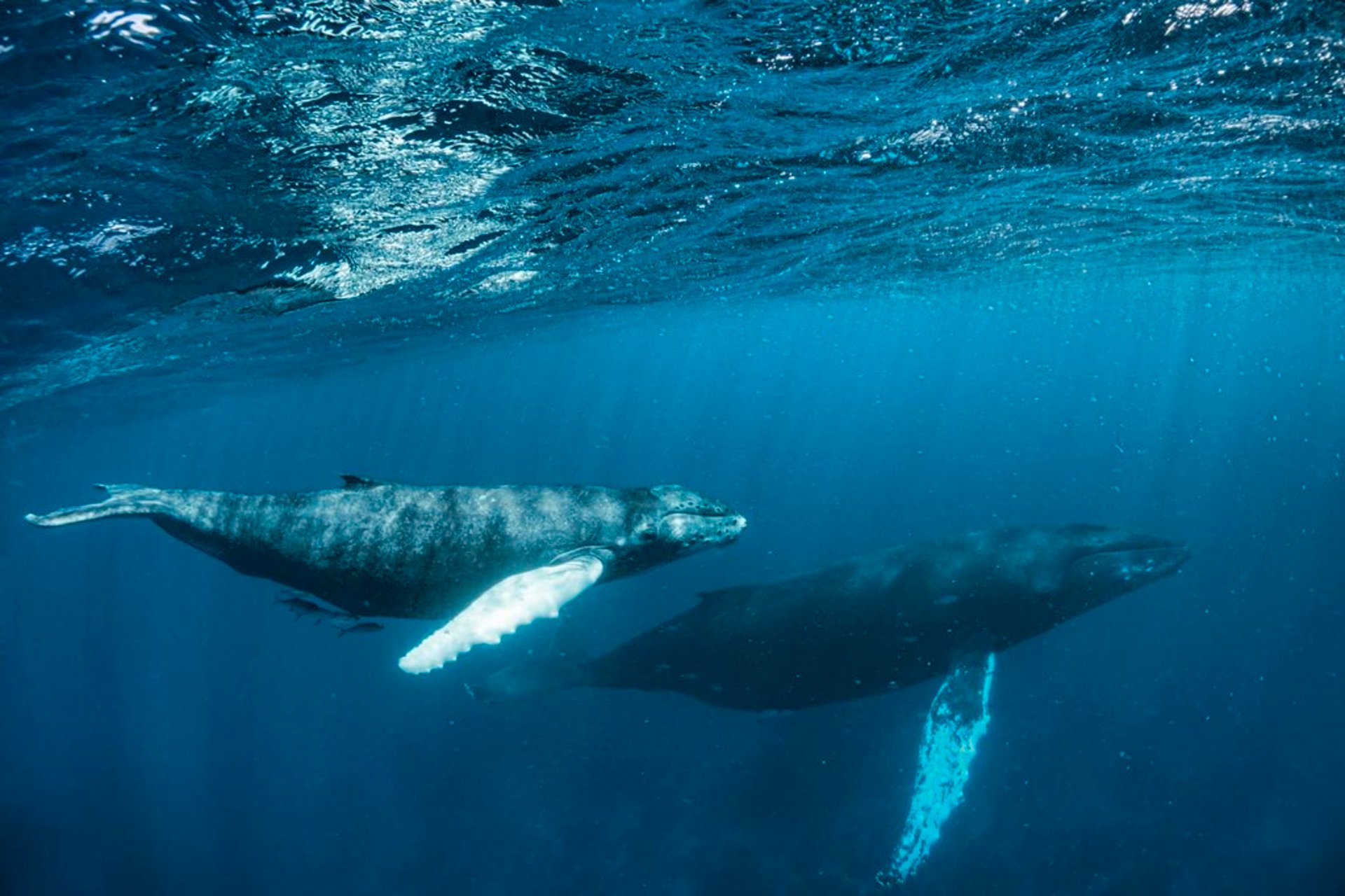 Osservazione delle balene