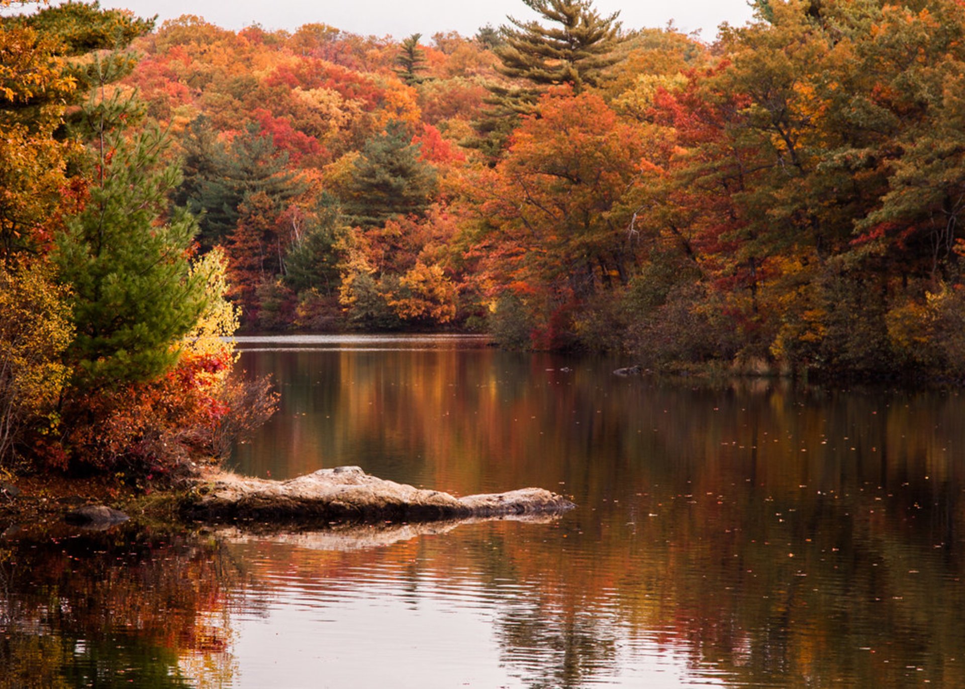 Foglie autunnali del New England