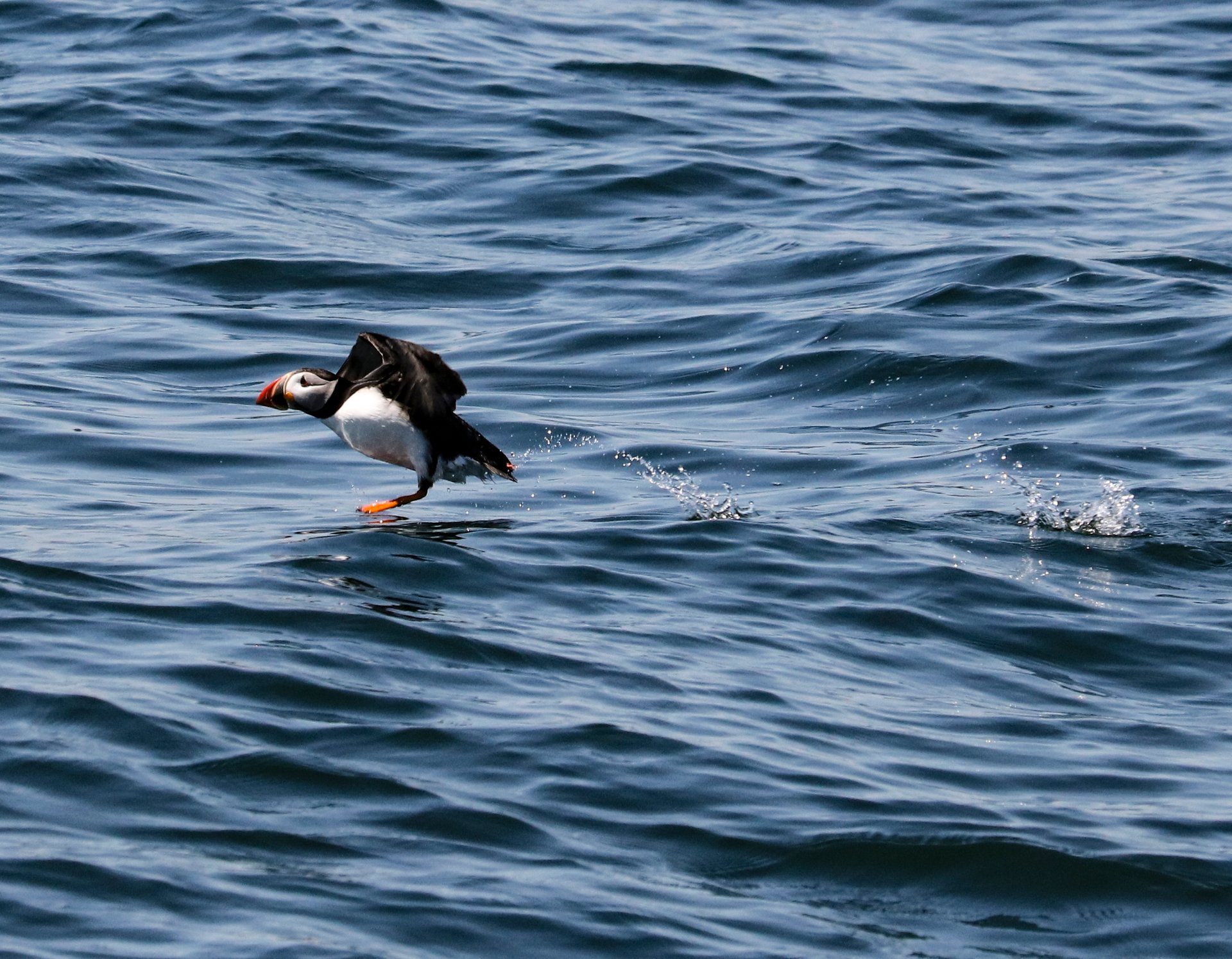 puffin cruise maine