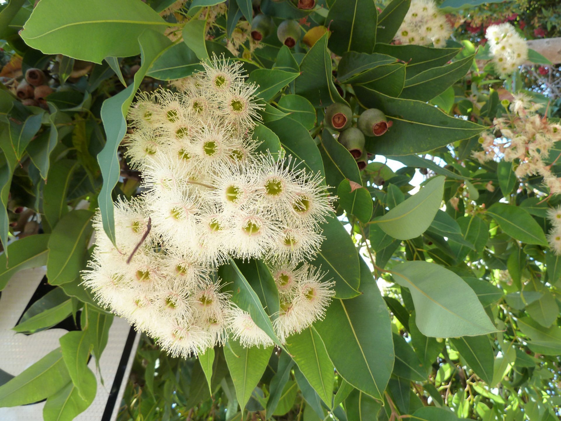 Corymbia ficifolia (Eucalyptus de fleur rouge)