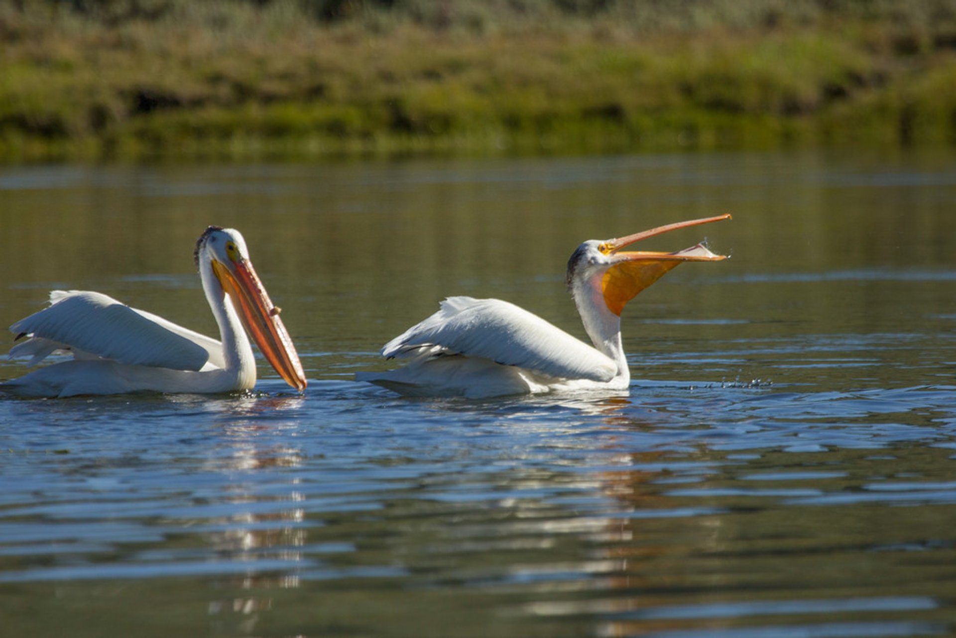 Observation des oiseaux