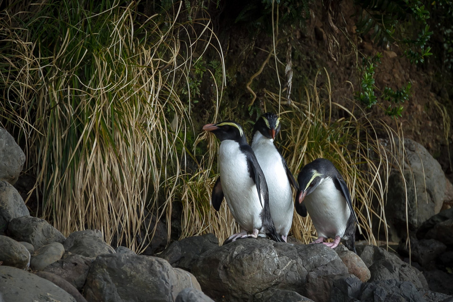 Tawaki — o pinguim da floresta tropical