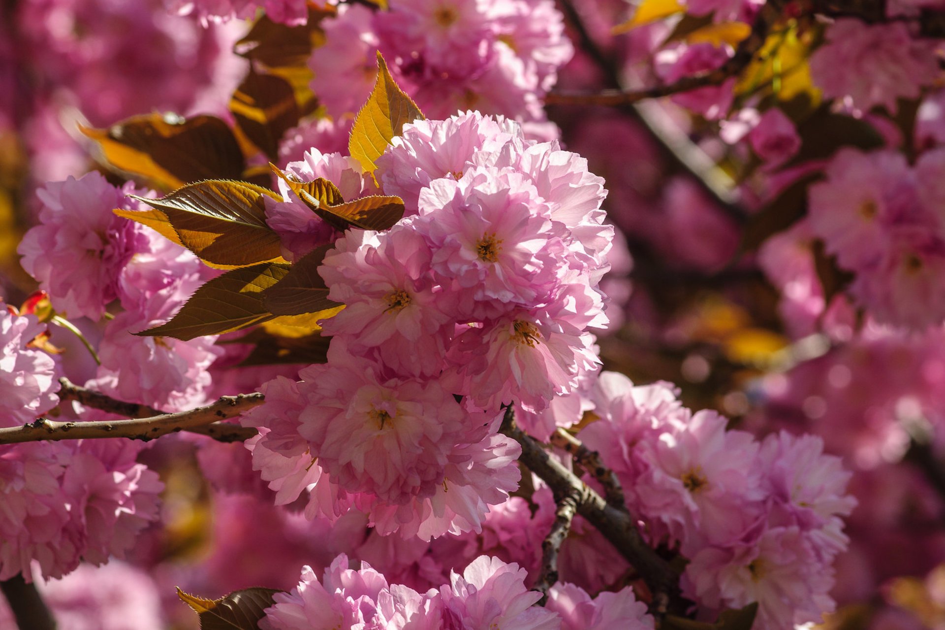 Kirschblüten in Uzhhorod