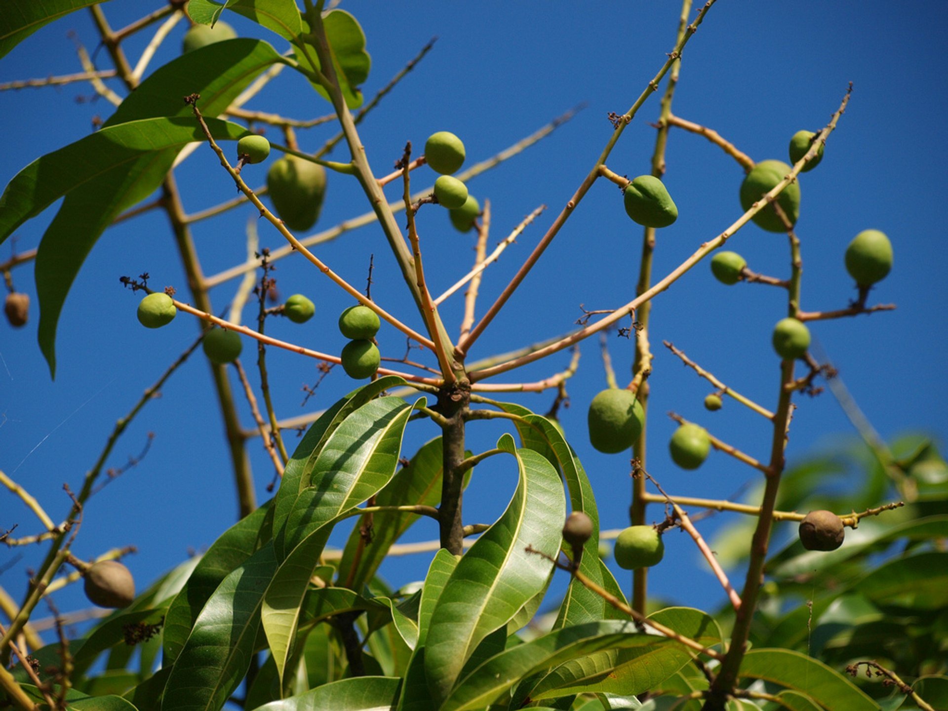 Saison de la mangue