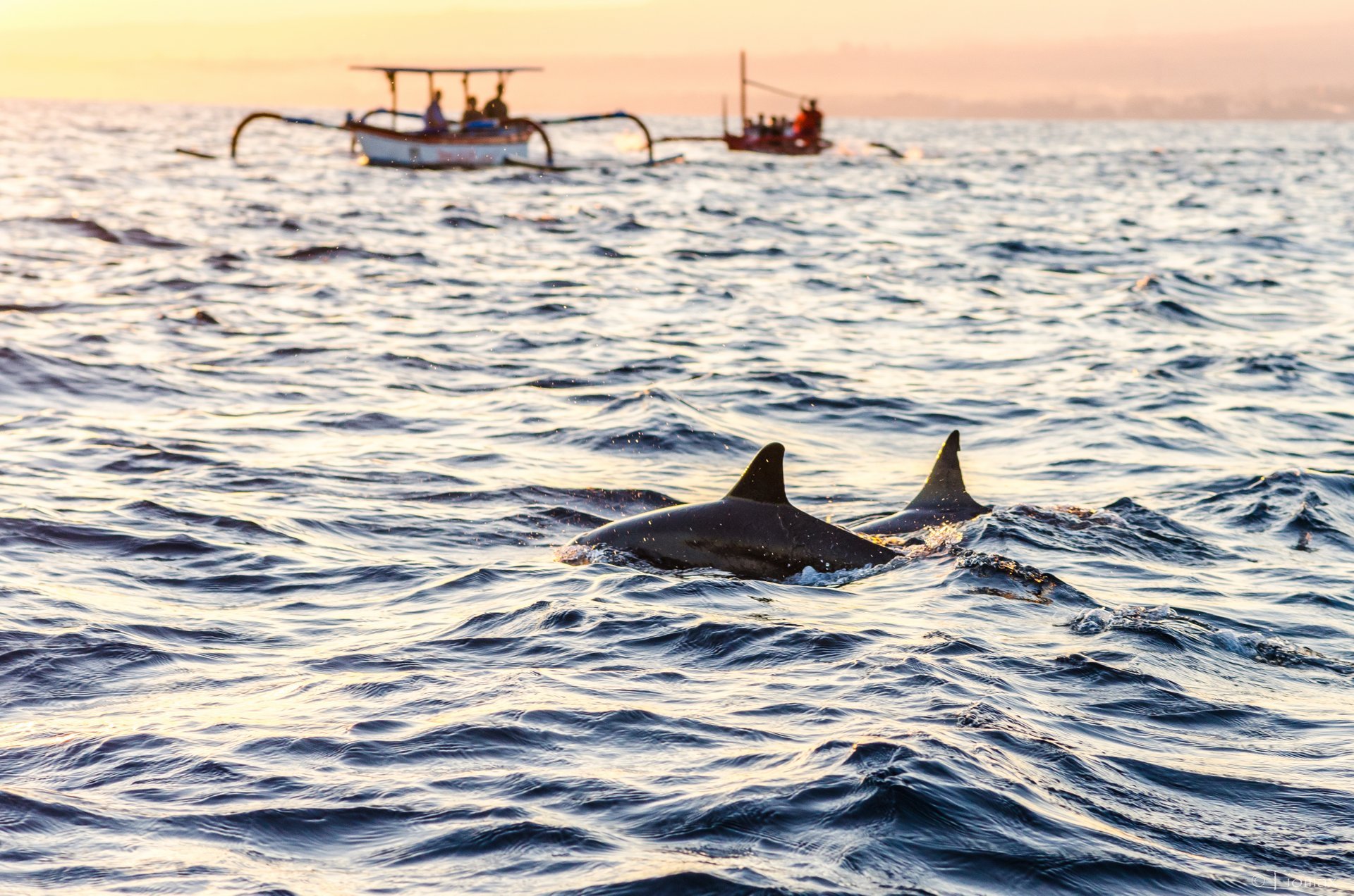 Observação de golfinhos em Lovina