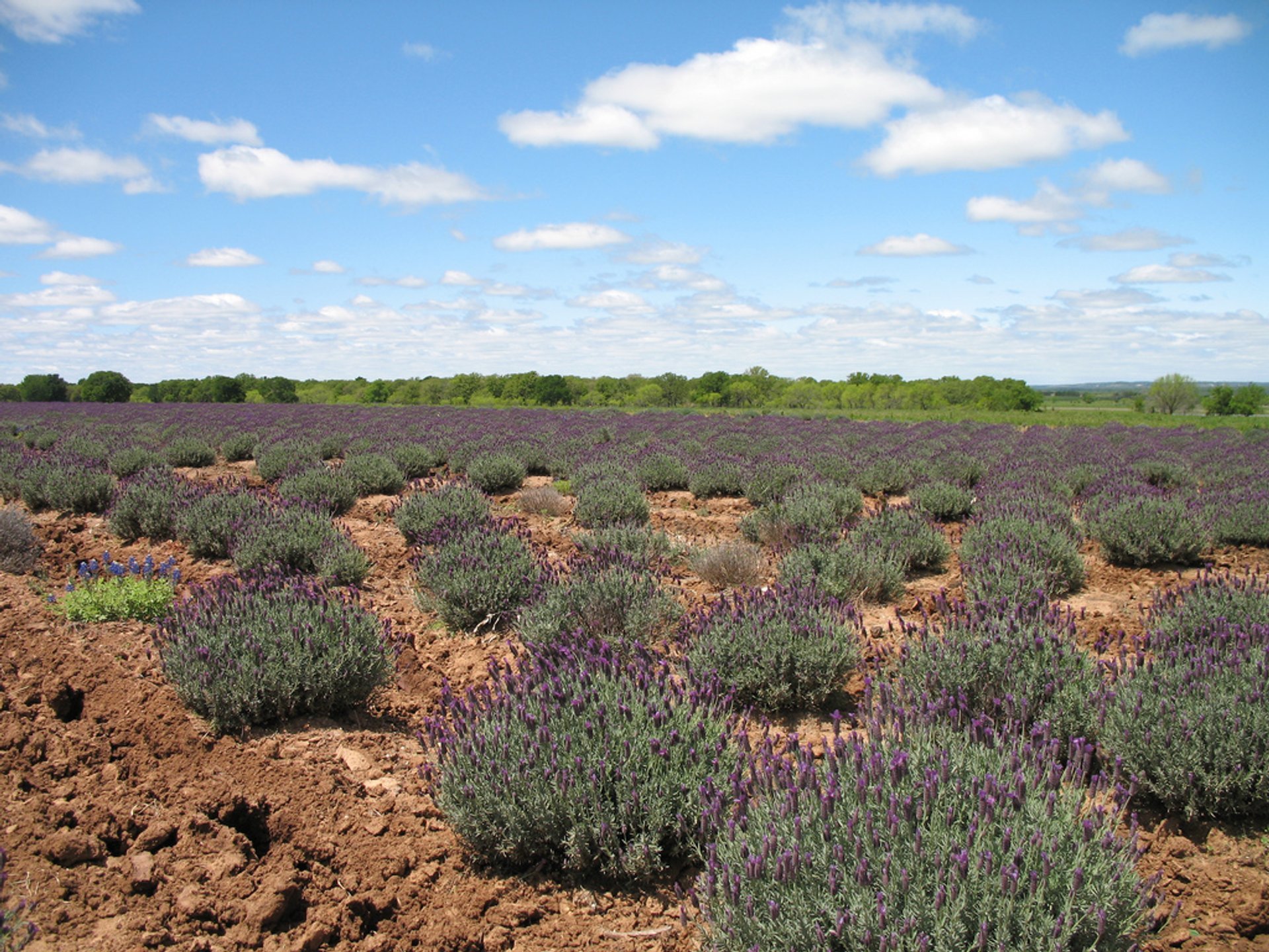 Caminhos de lavanda