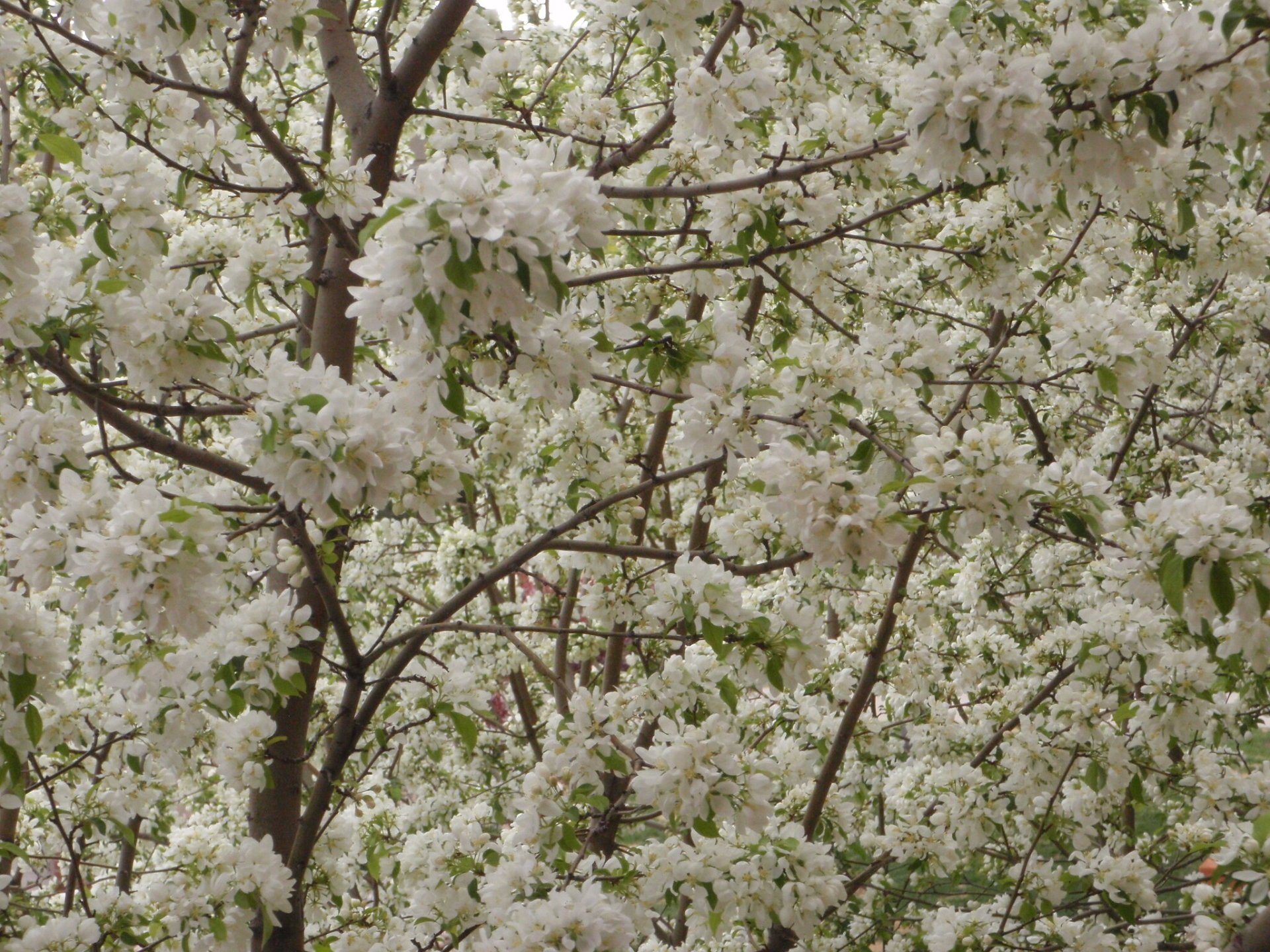 Los cerezos en flor, blanco, árbol de cerezo, flor, fruto, la