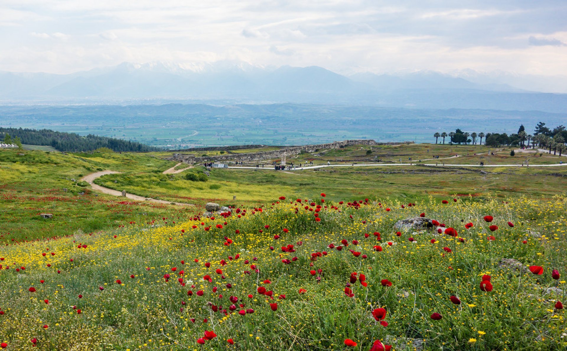 Fiori selvatici