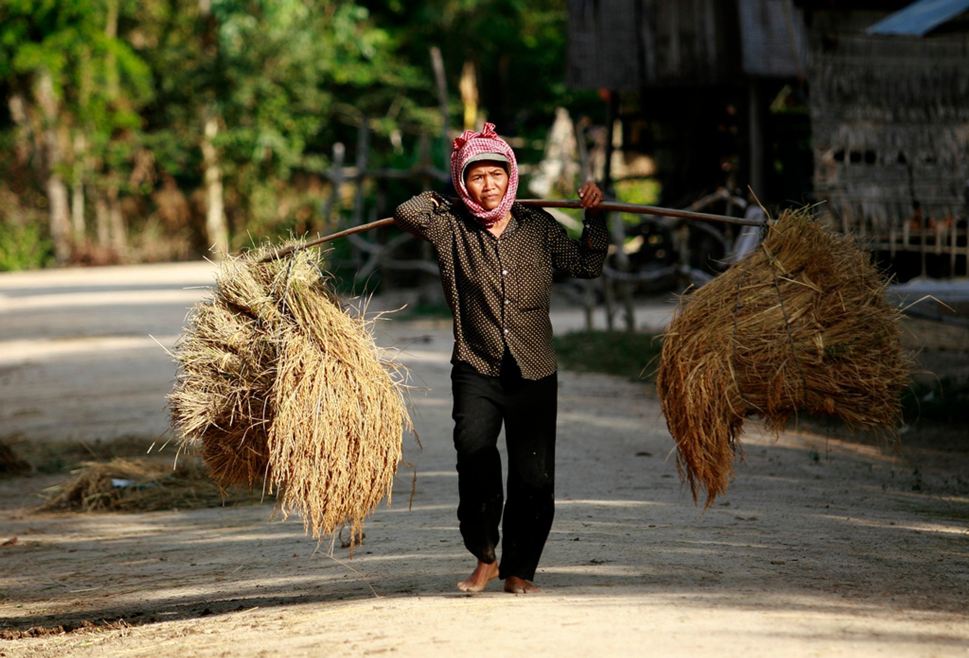 Rice Farming Season (Planting and Harvesting)