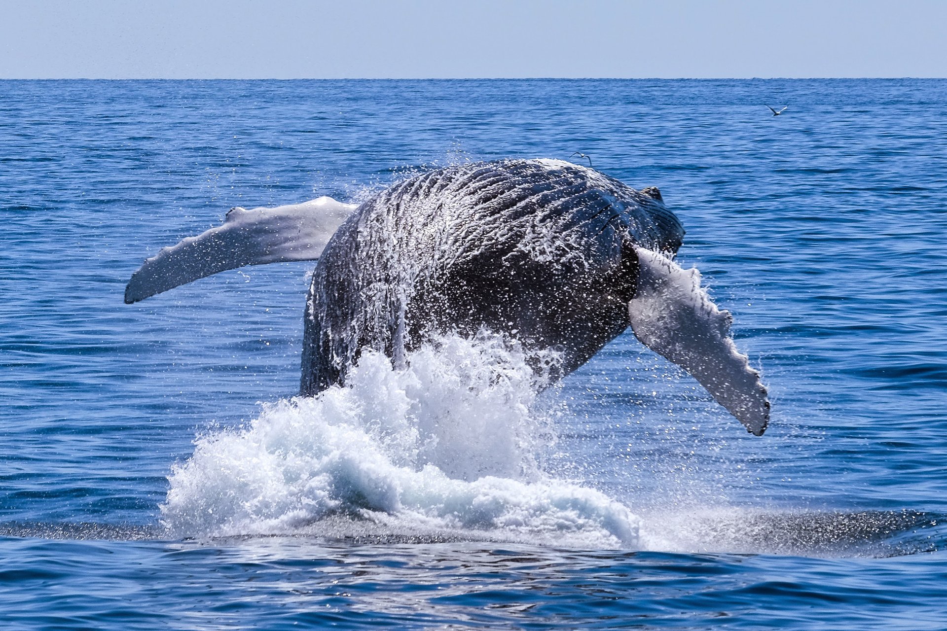 Whale watching (Osservazione delle balene)