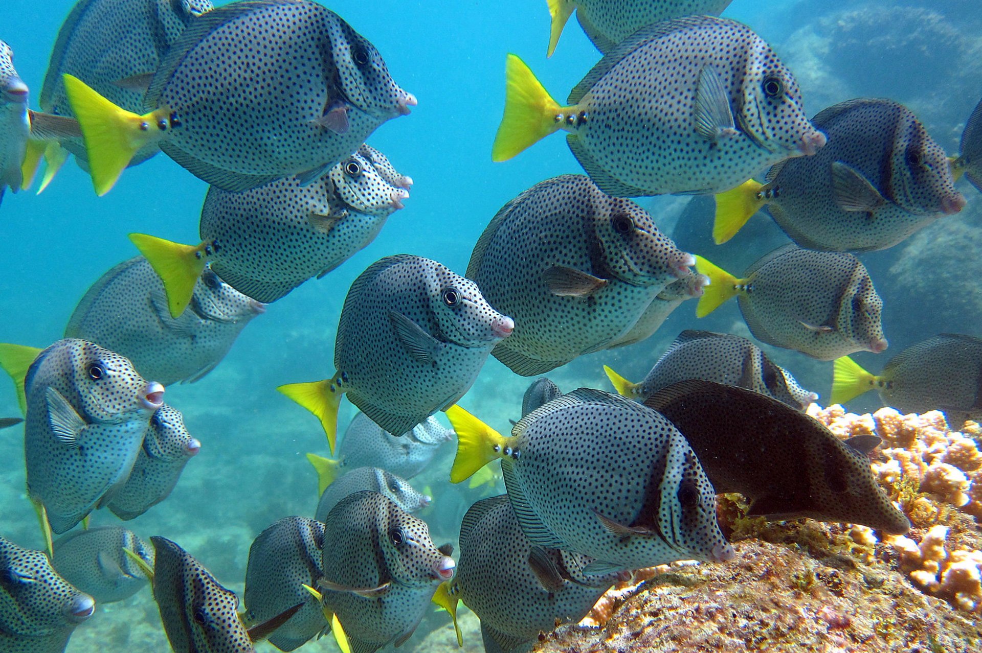 Snorkeling