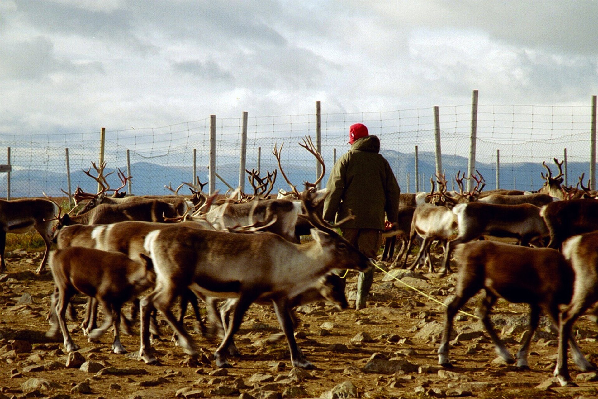 Marking the Reindeer