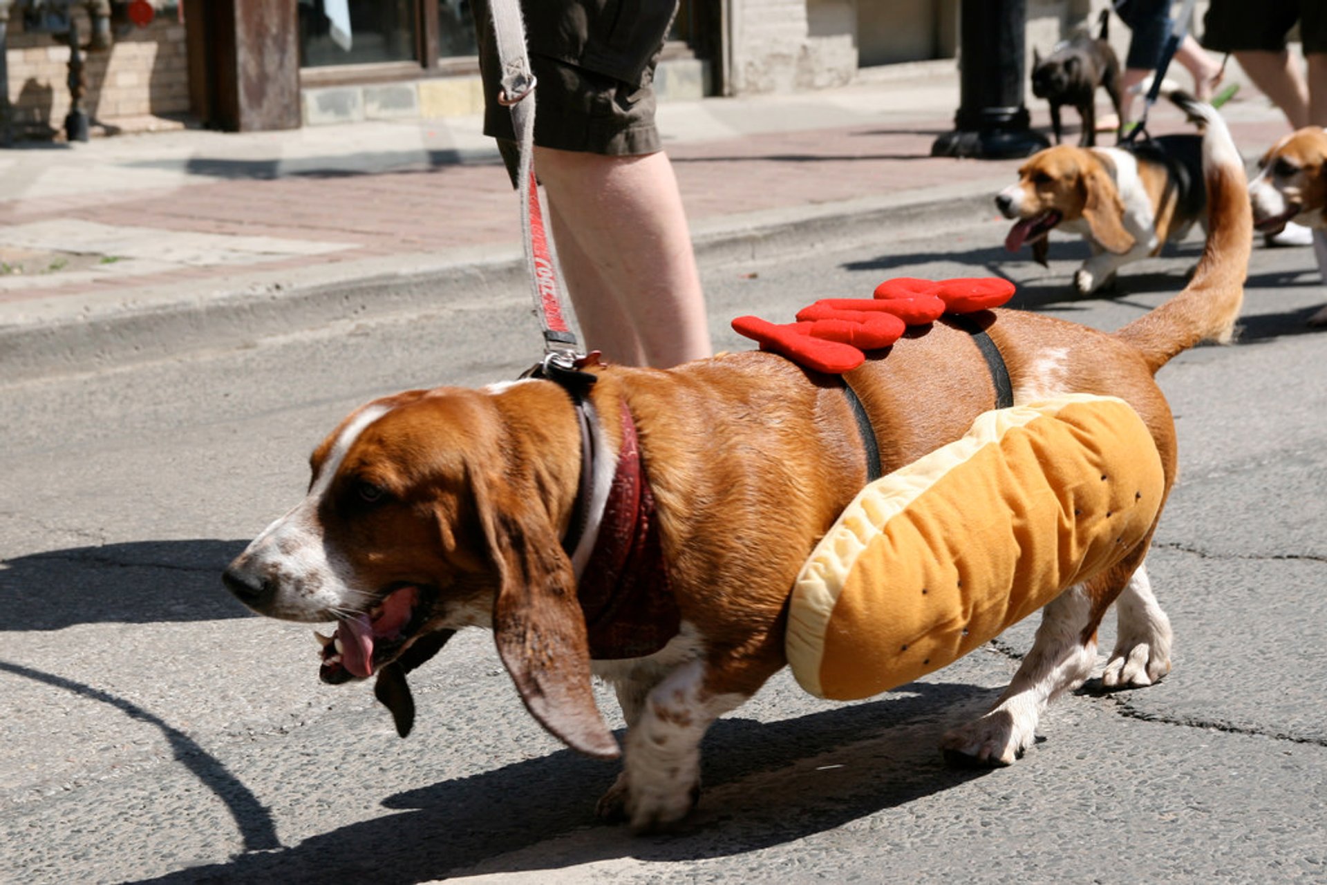 Woofstock Festival