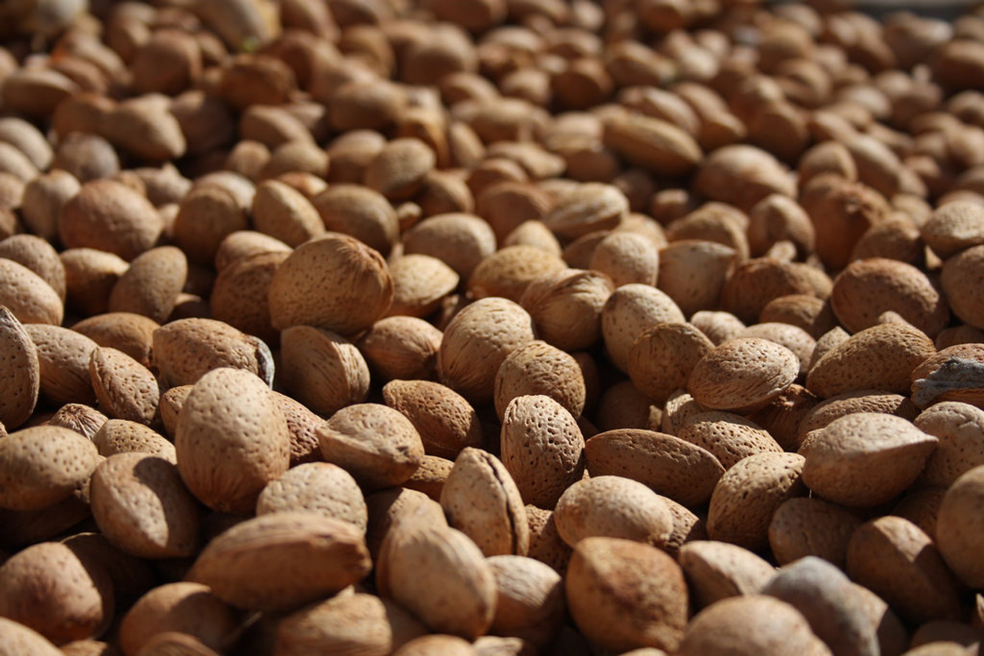 Almond Harvest