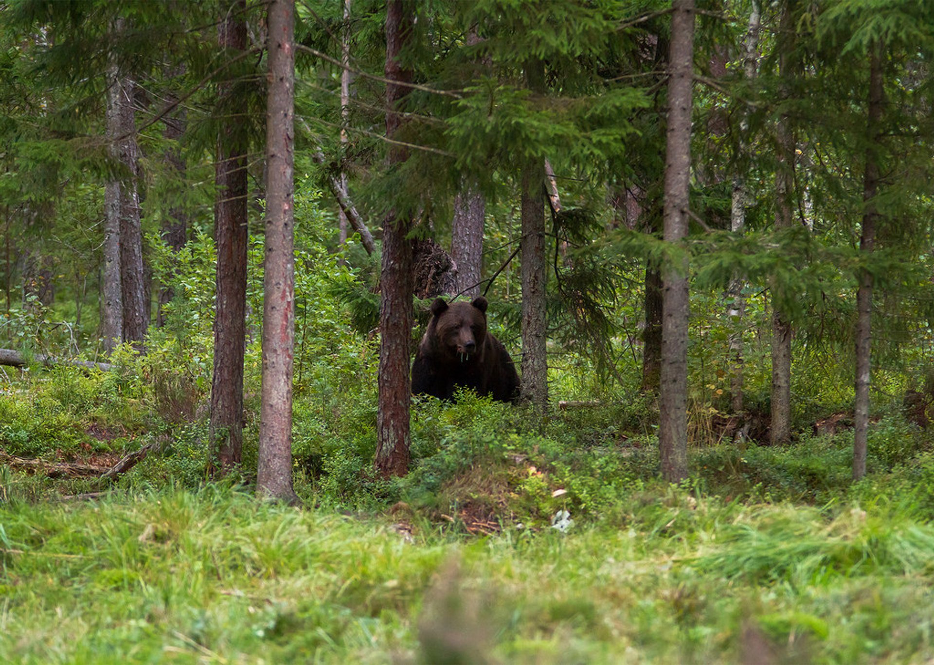 Osservazione dell'orso marrone